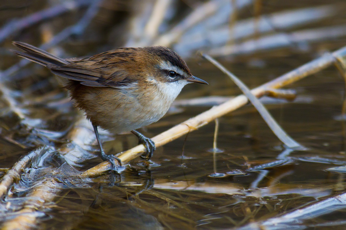 Moustached Warbler