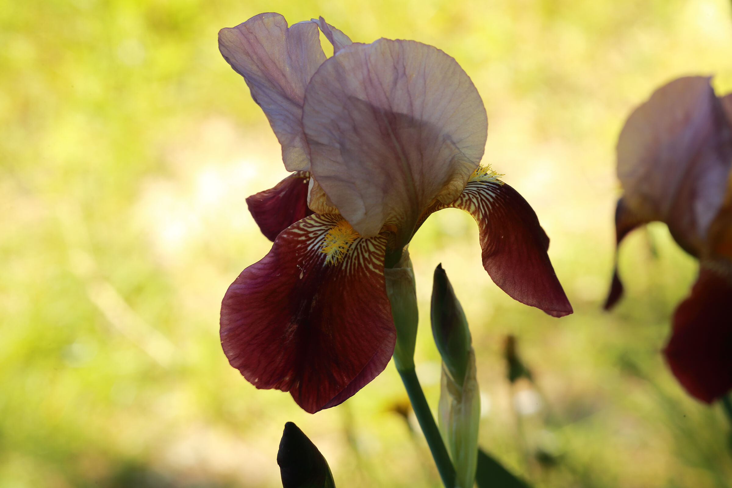 VARIEGATED IRIS