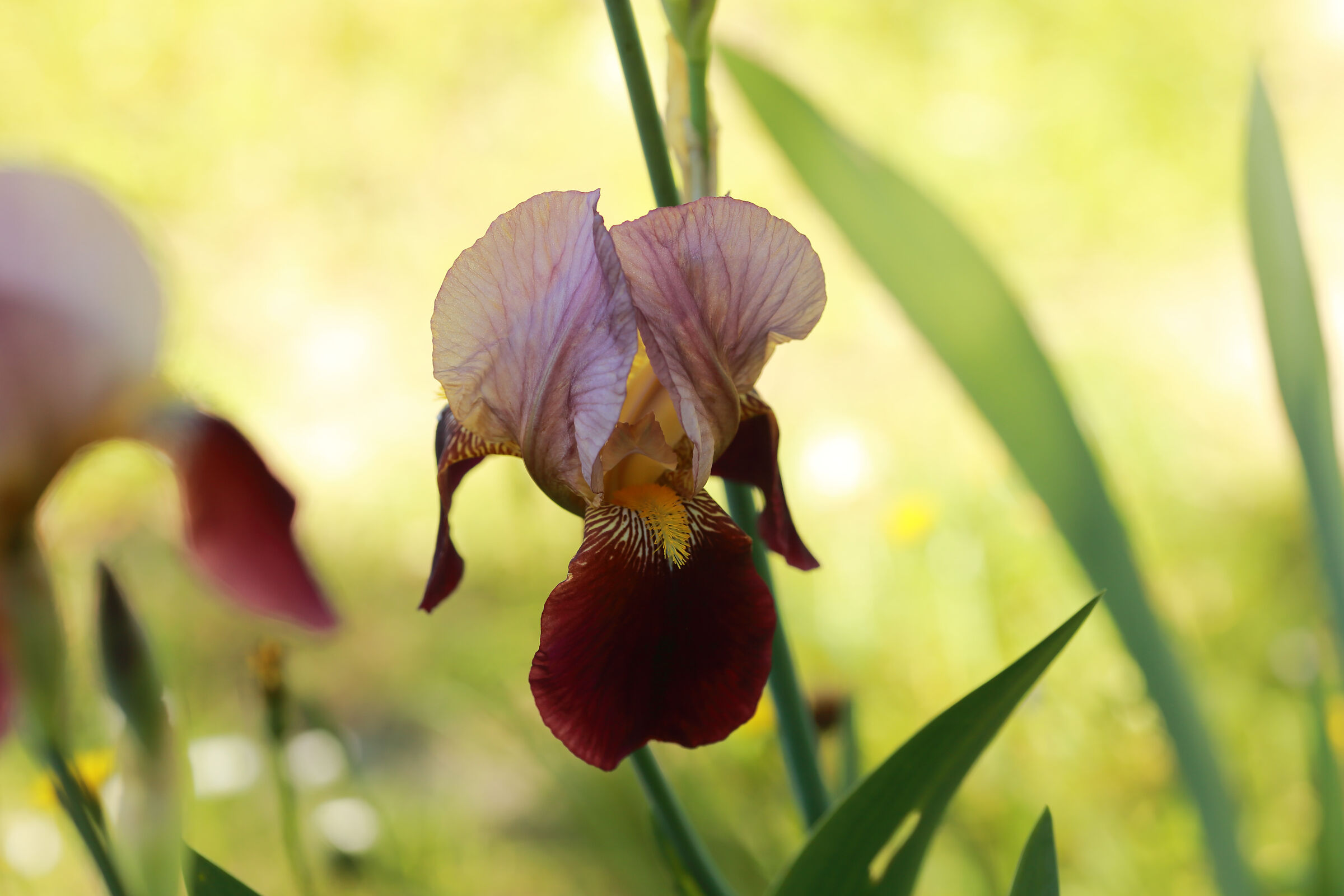 VARIEGATED IRIS