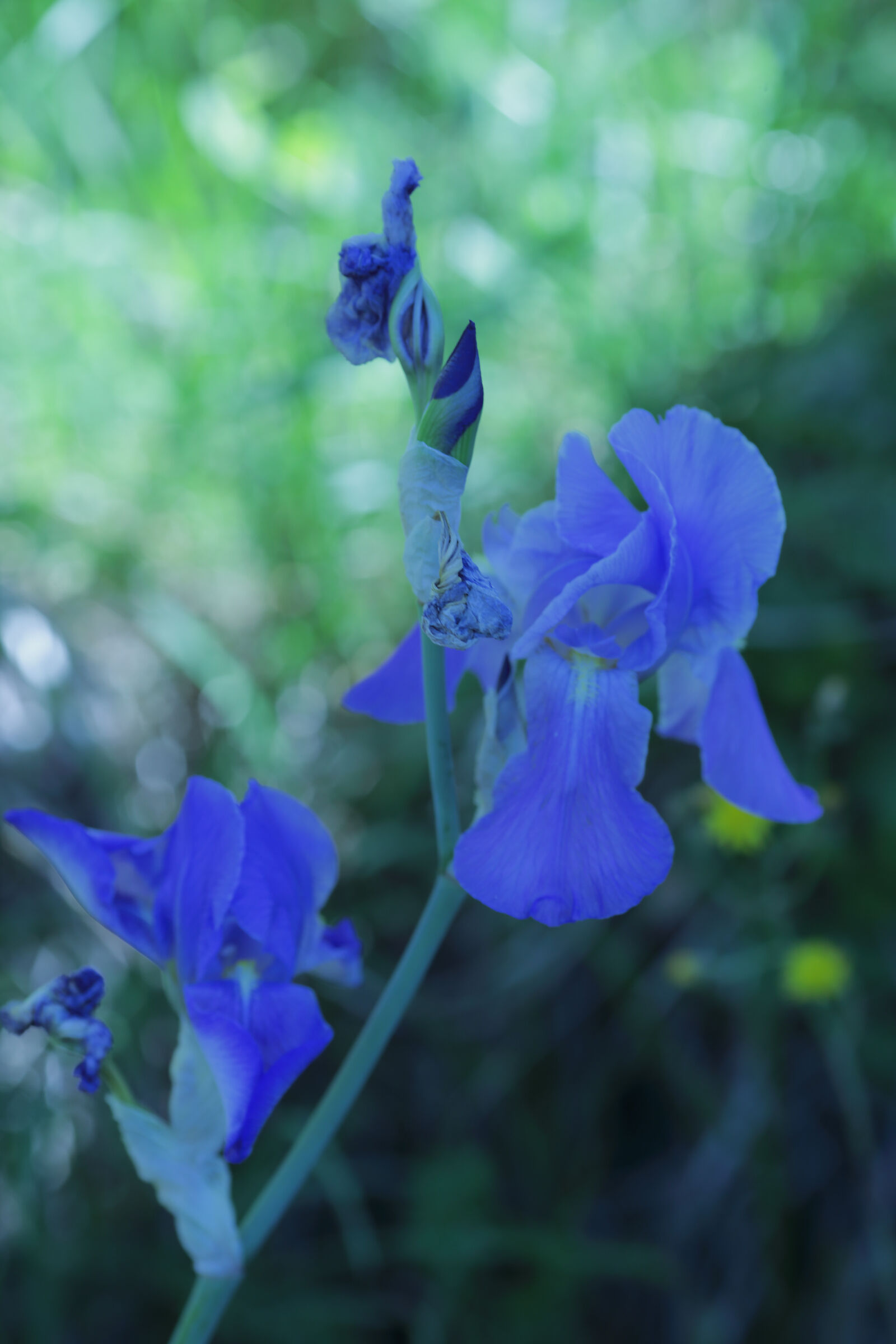 DREAMING of an IRIS
