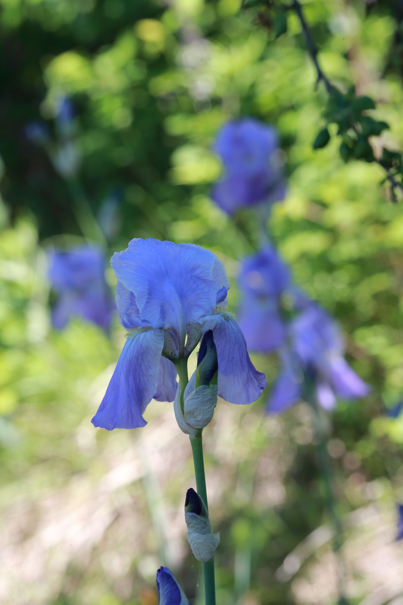 IRIS PALLIDA