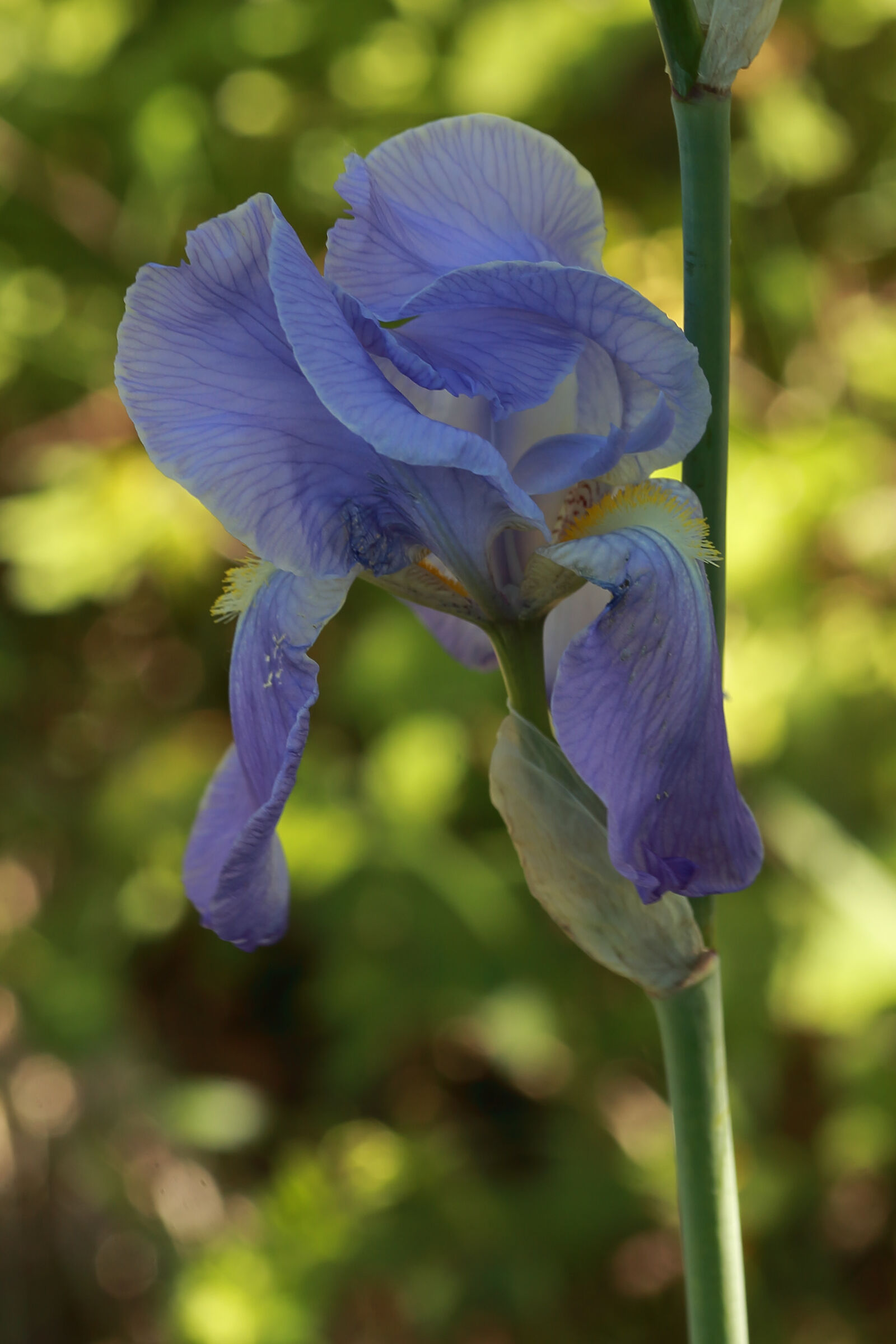IRIS PALLIDA