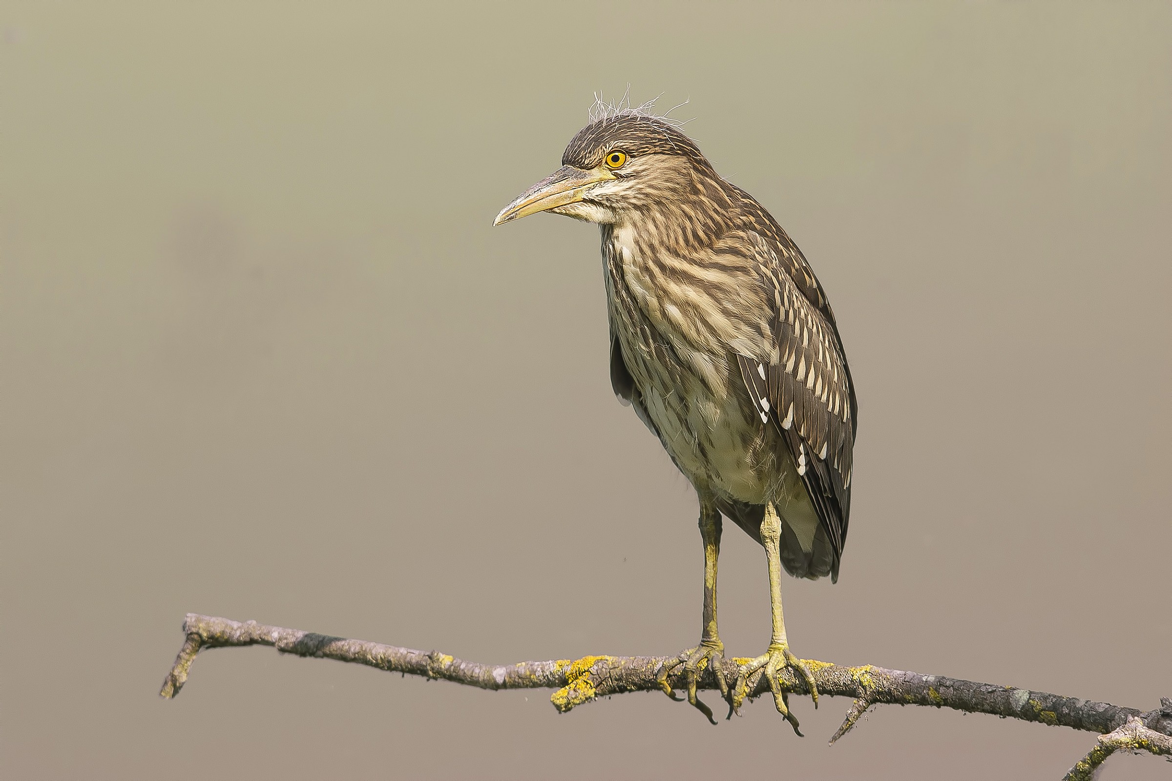 Aspettando il martin pescatore.