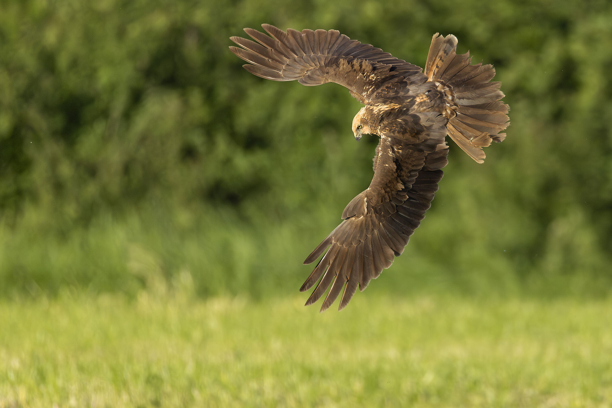 The turn of the Marsh Harrier