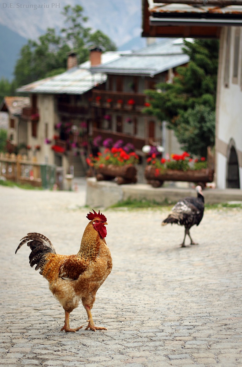 Cartolina dal mio paese