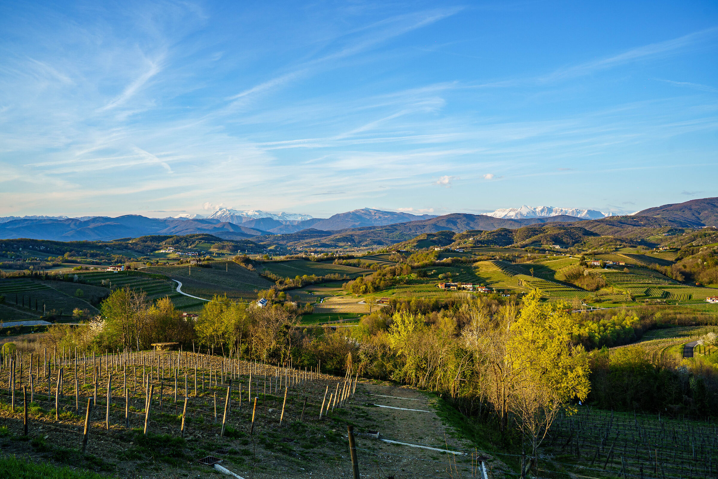 Dolegna del Collio - Tiare