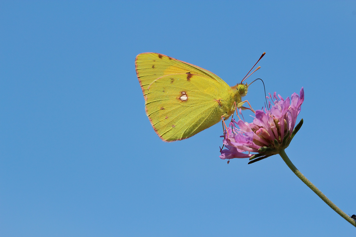 colias crocea