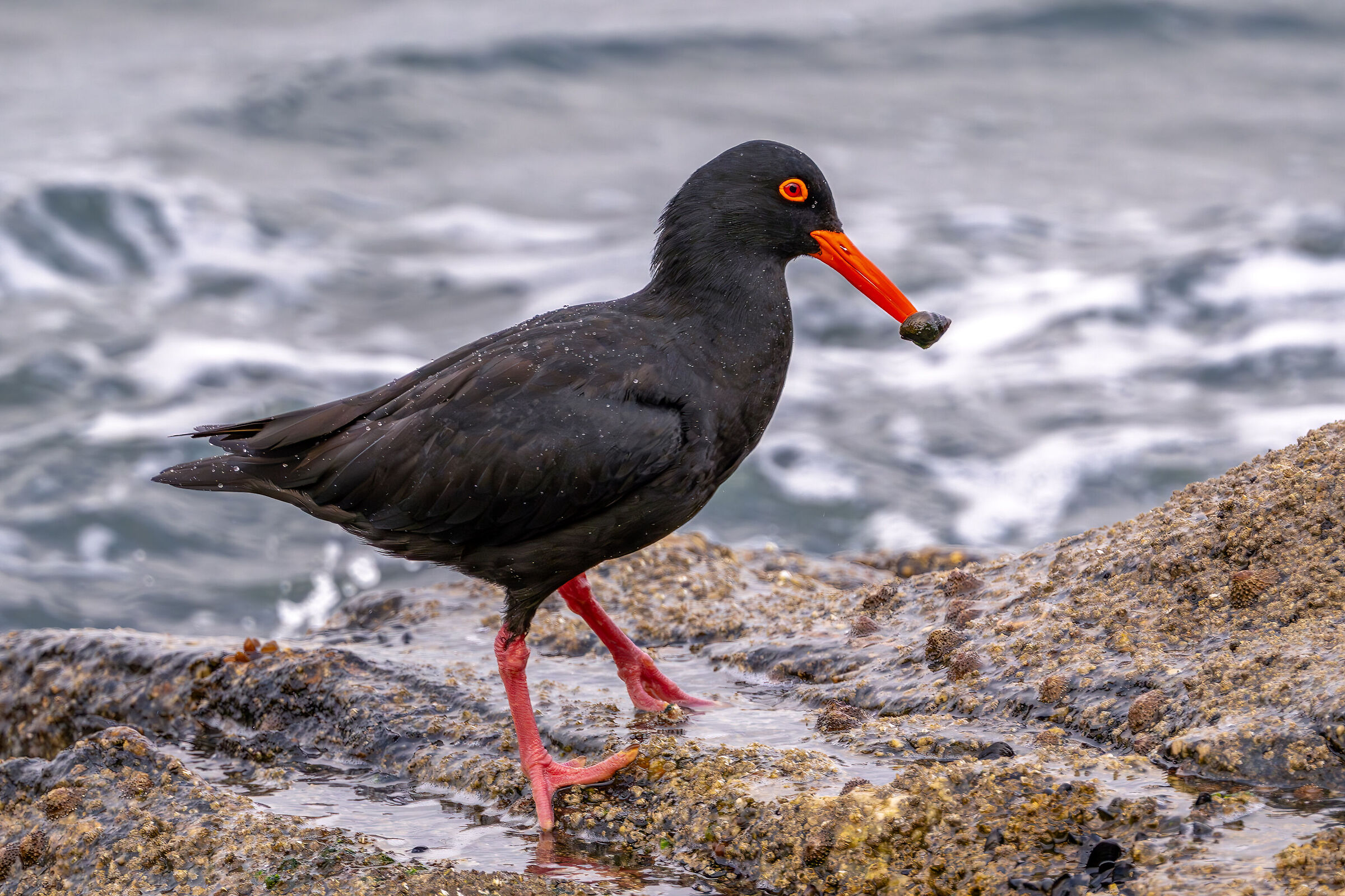 African oystercatcher - Haematopus moquini
