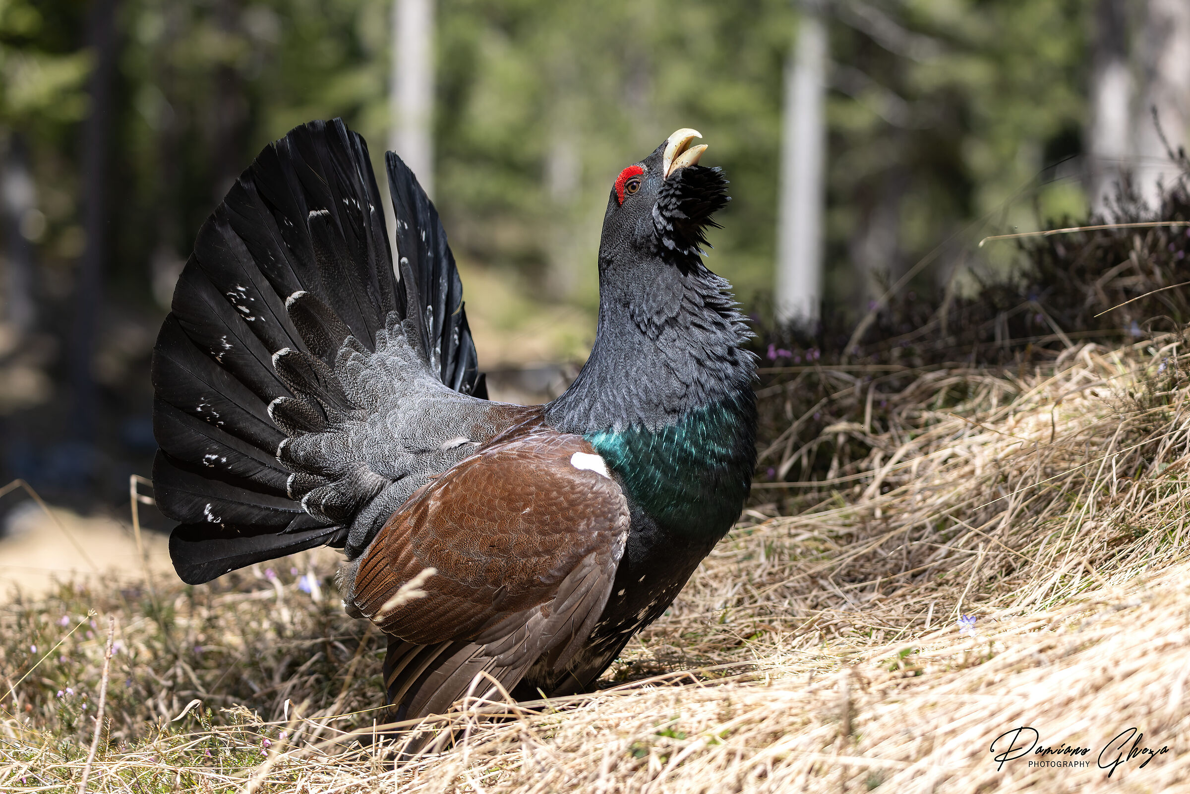 Capercaillie