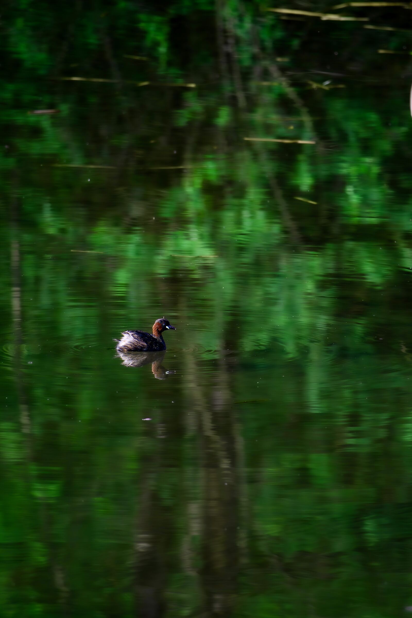 A quiet place