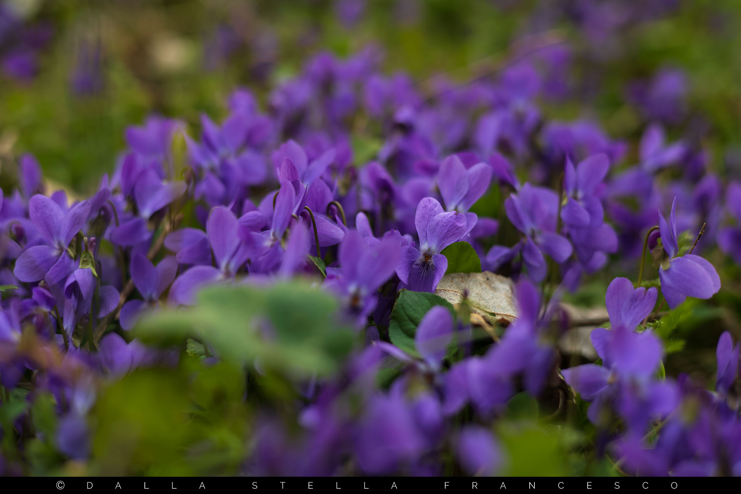 Violette in abbondanza