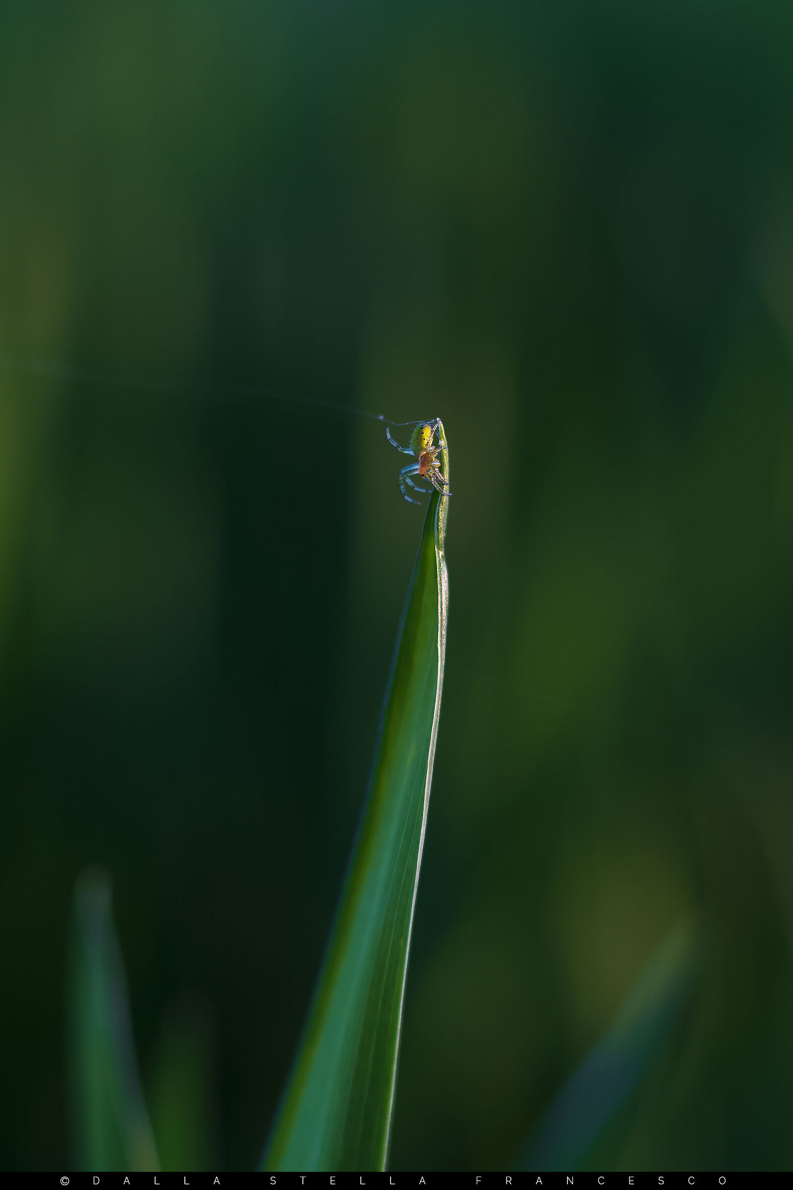 Araniella sul frumento