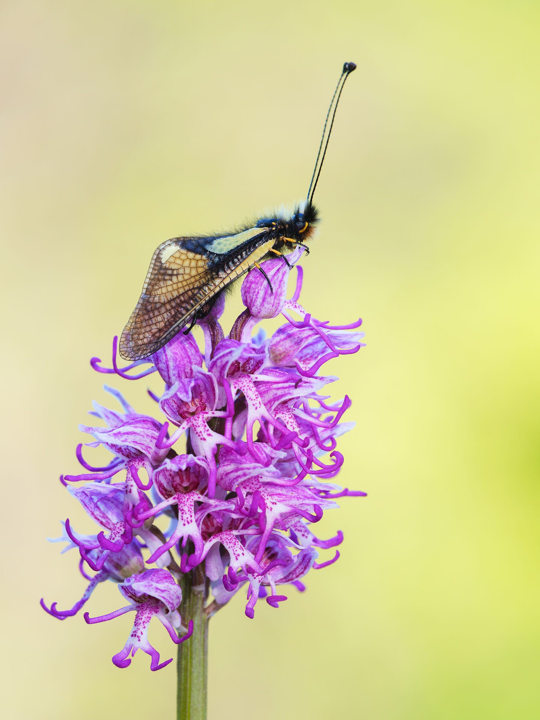 Libelloides coccajus on Orchis simia