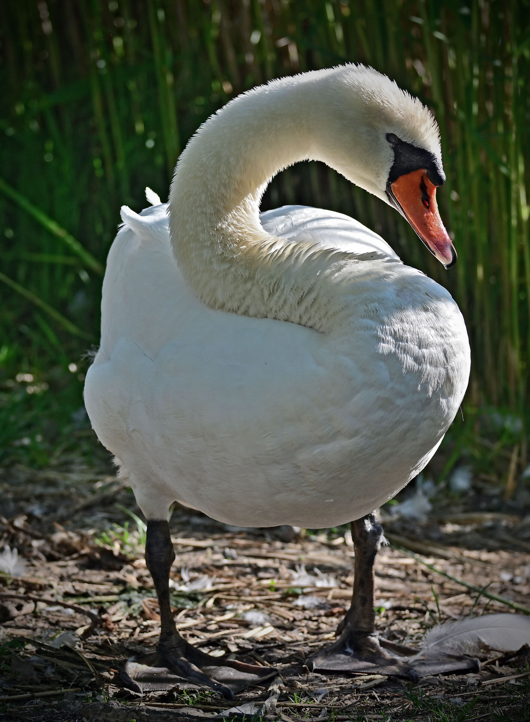 Mute Swan
