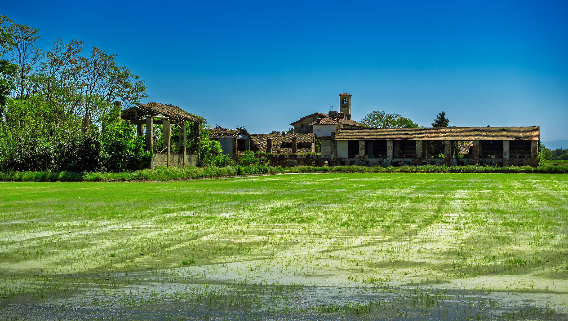 Il riso nasce nell’acqua e deve morire nel vino
