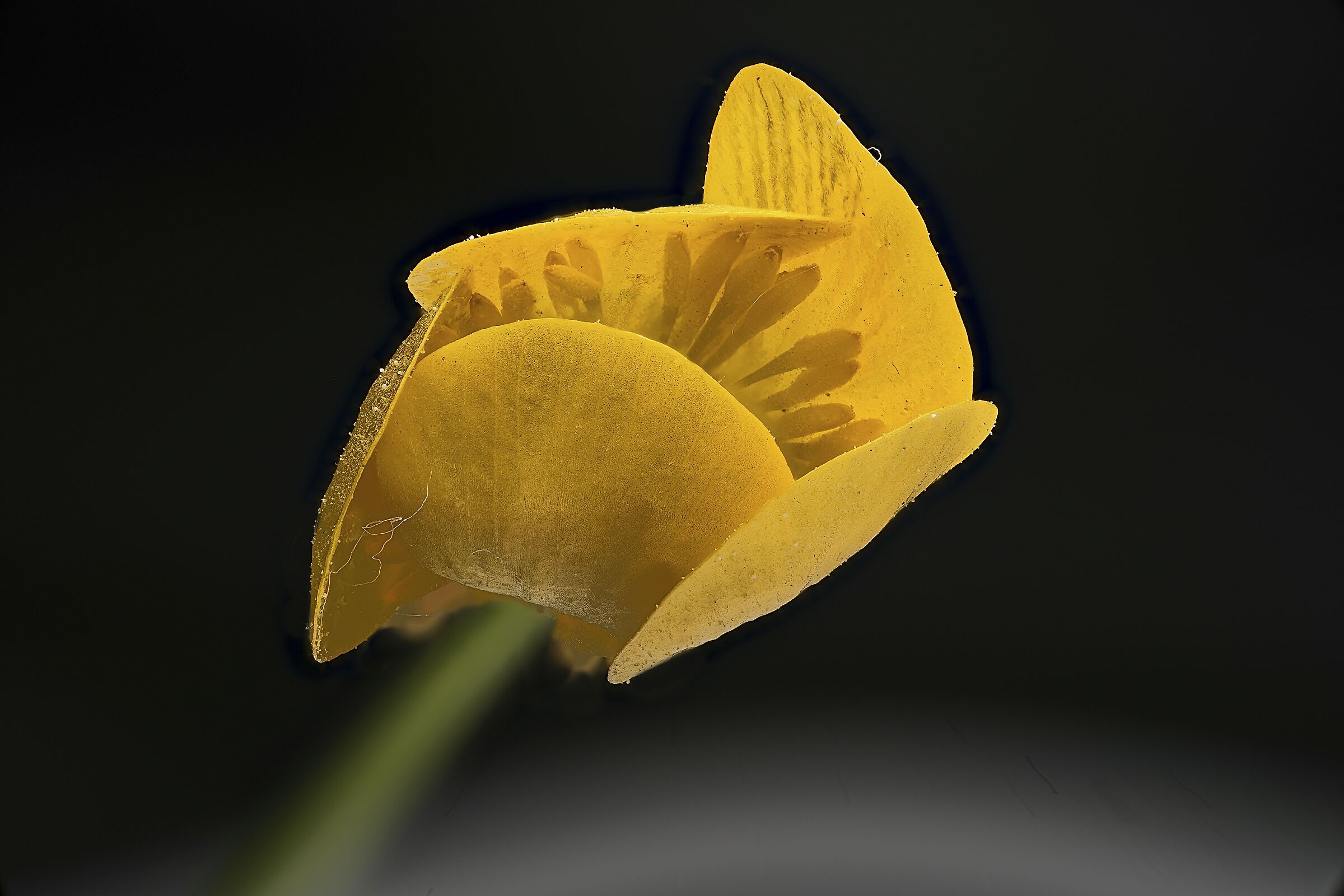 Closed buttercup