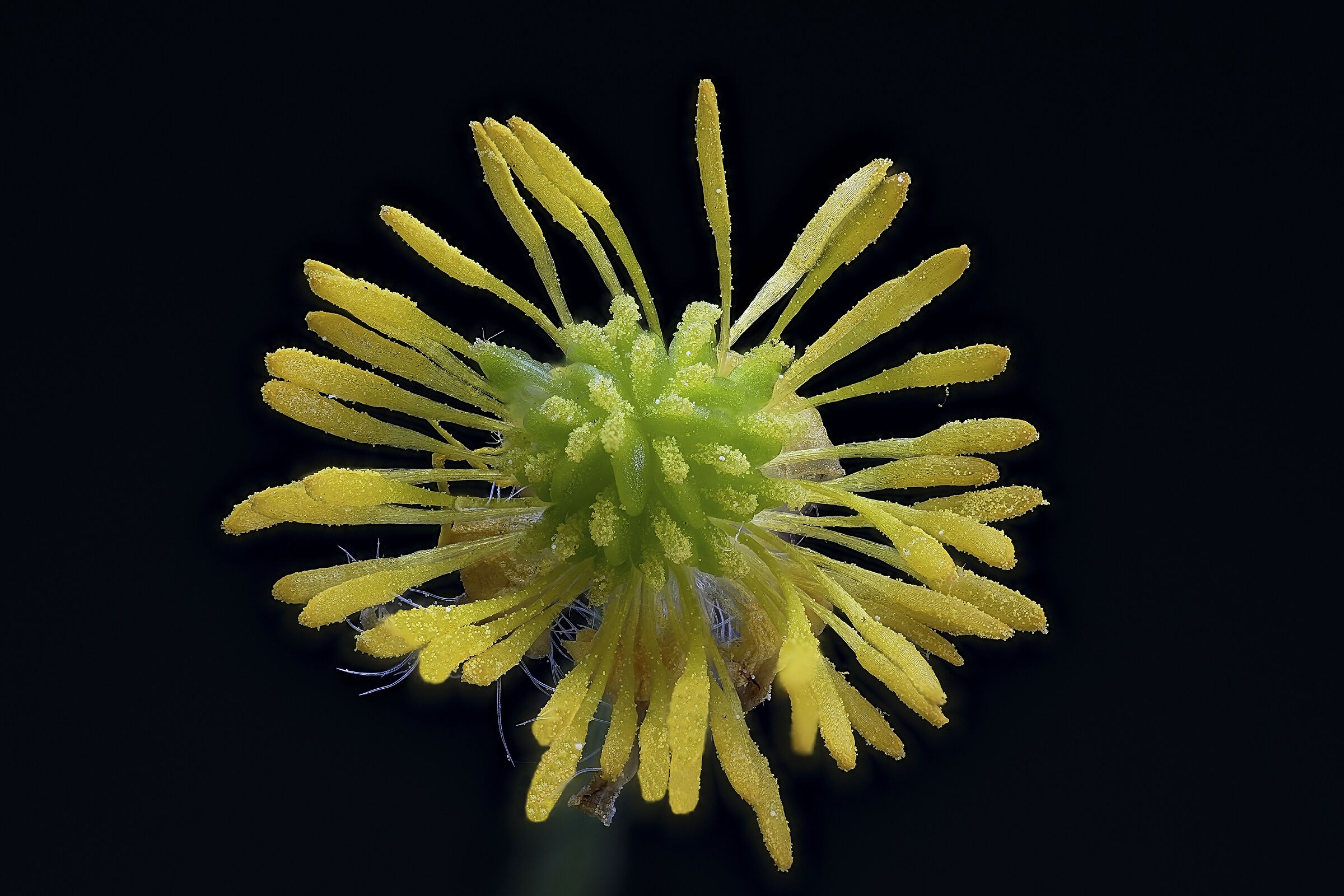 Fallen petals