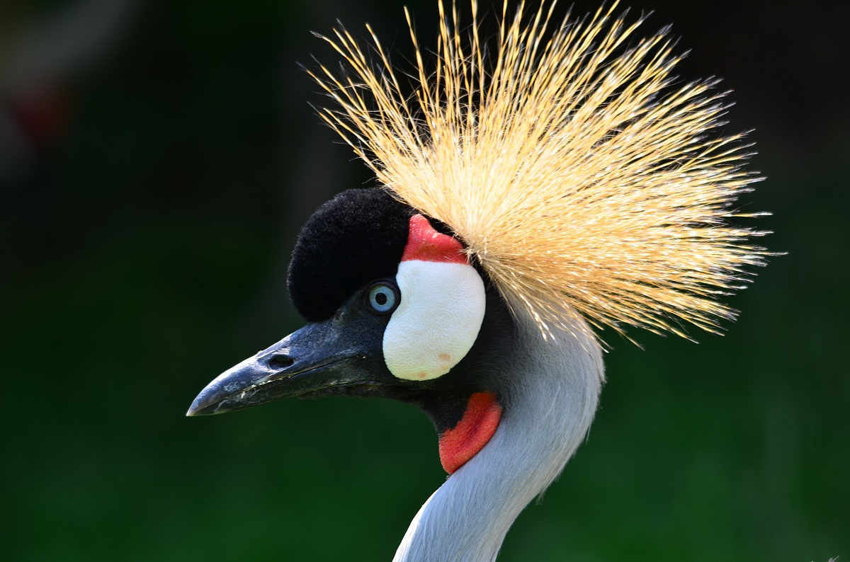 do you like my new hairstyle?