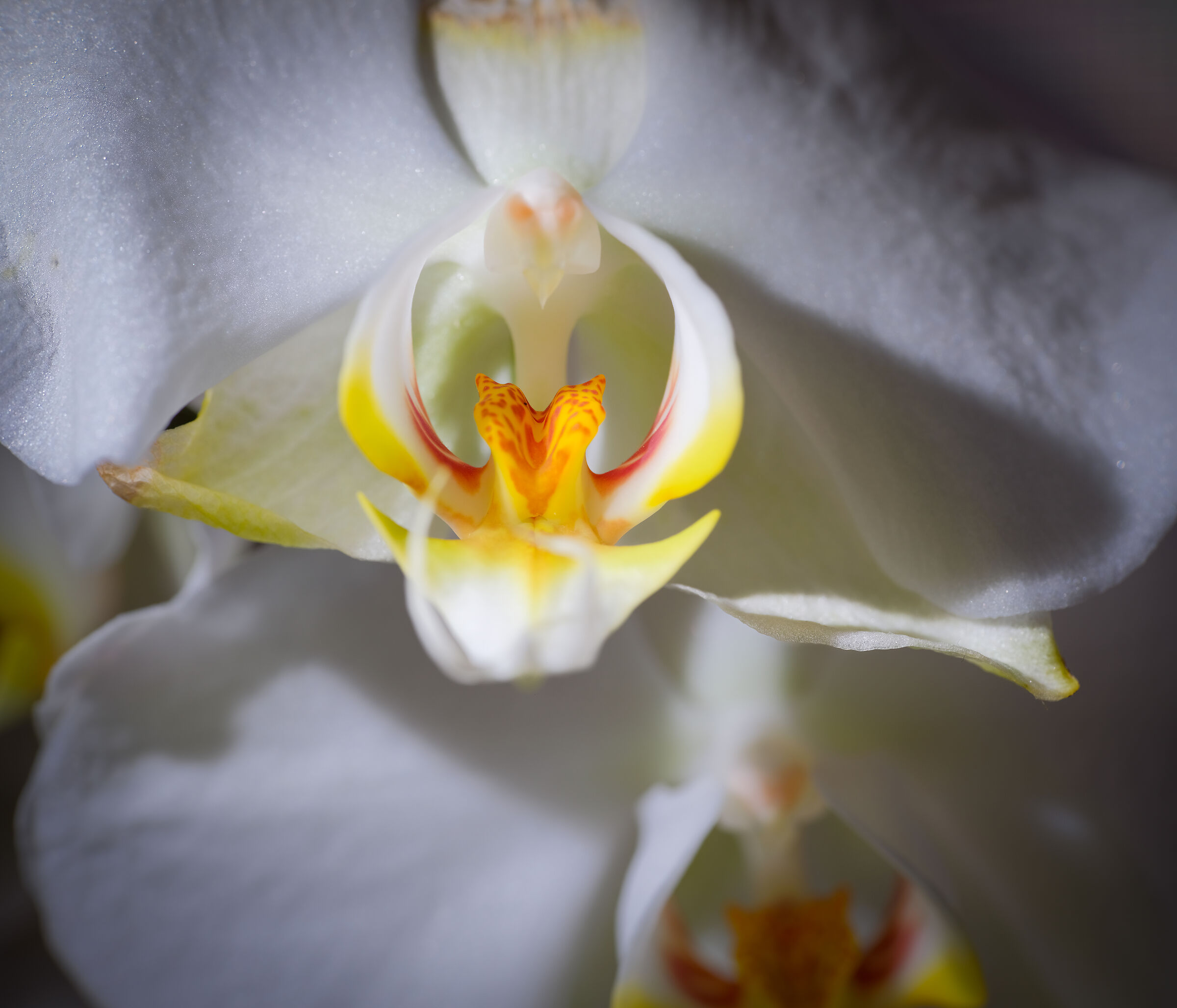 The flower