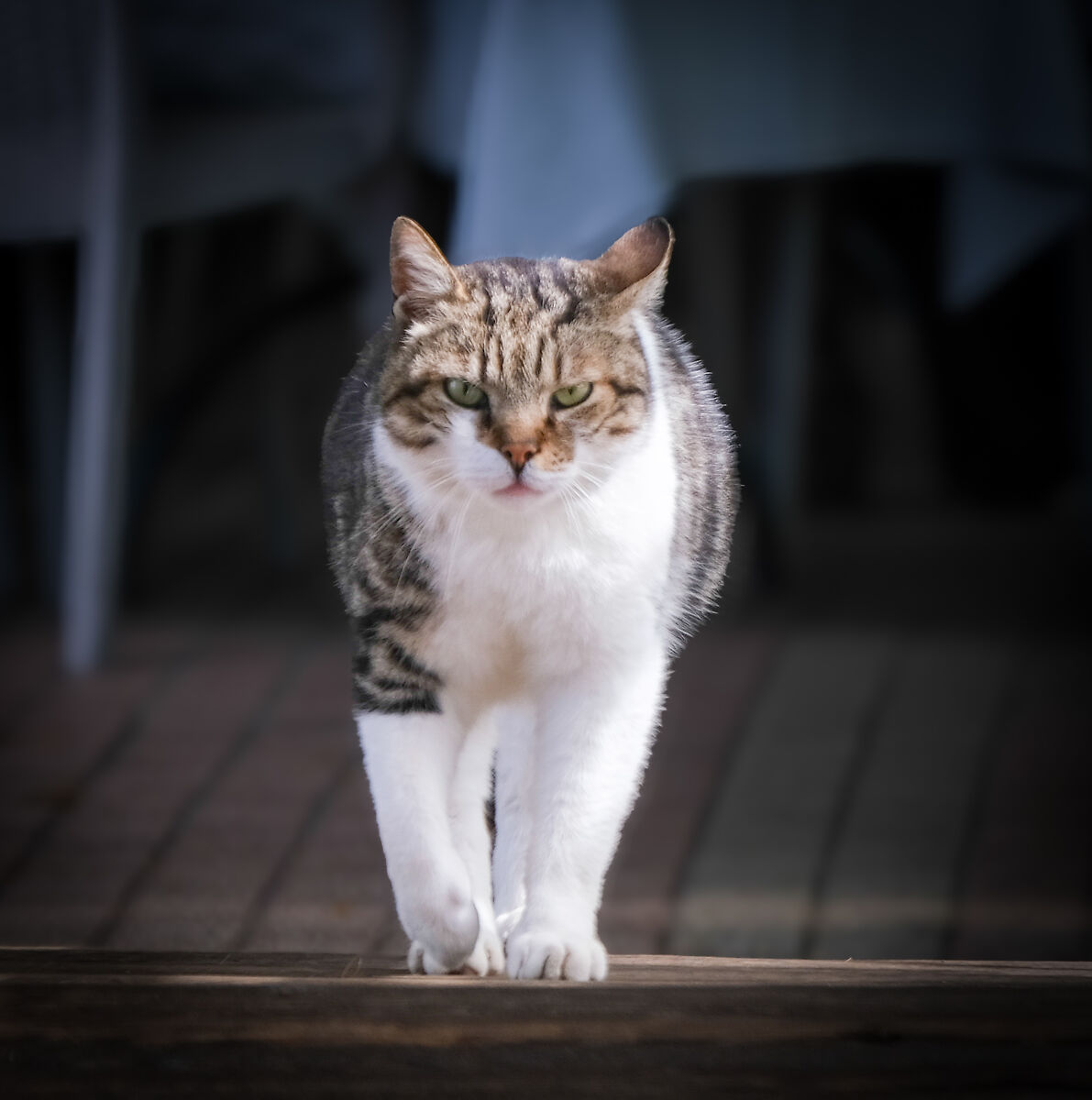 il gattone