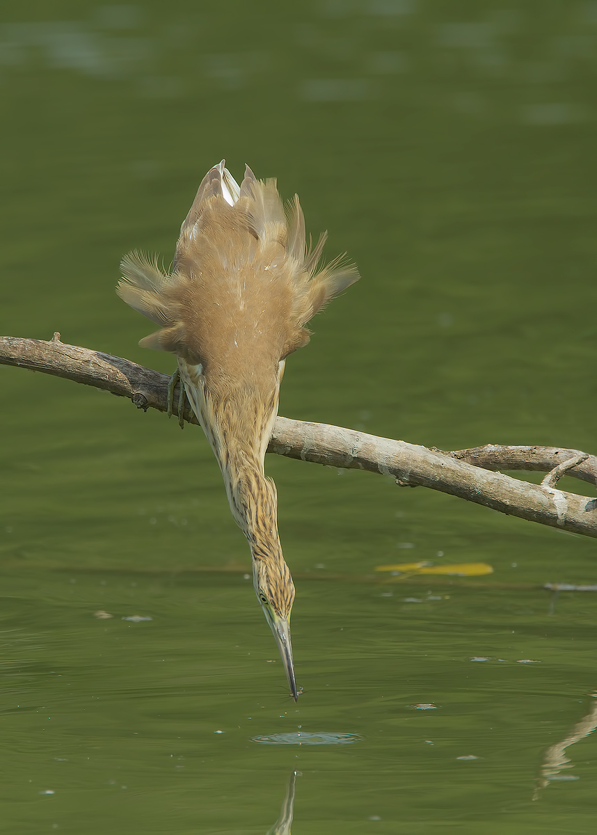 allungo, sgarza ciuffetto