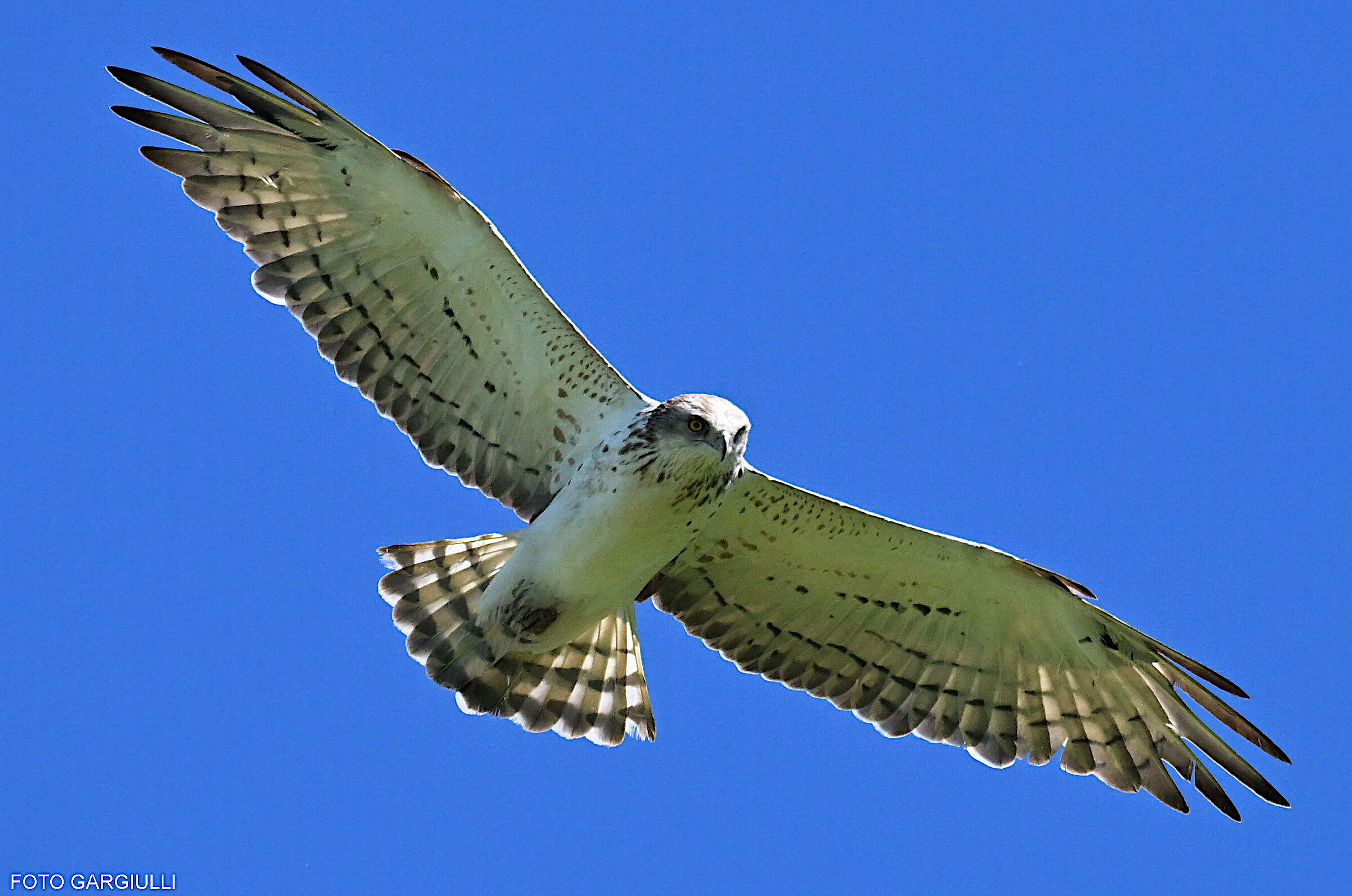 Short-toed Eagle