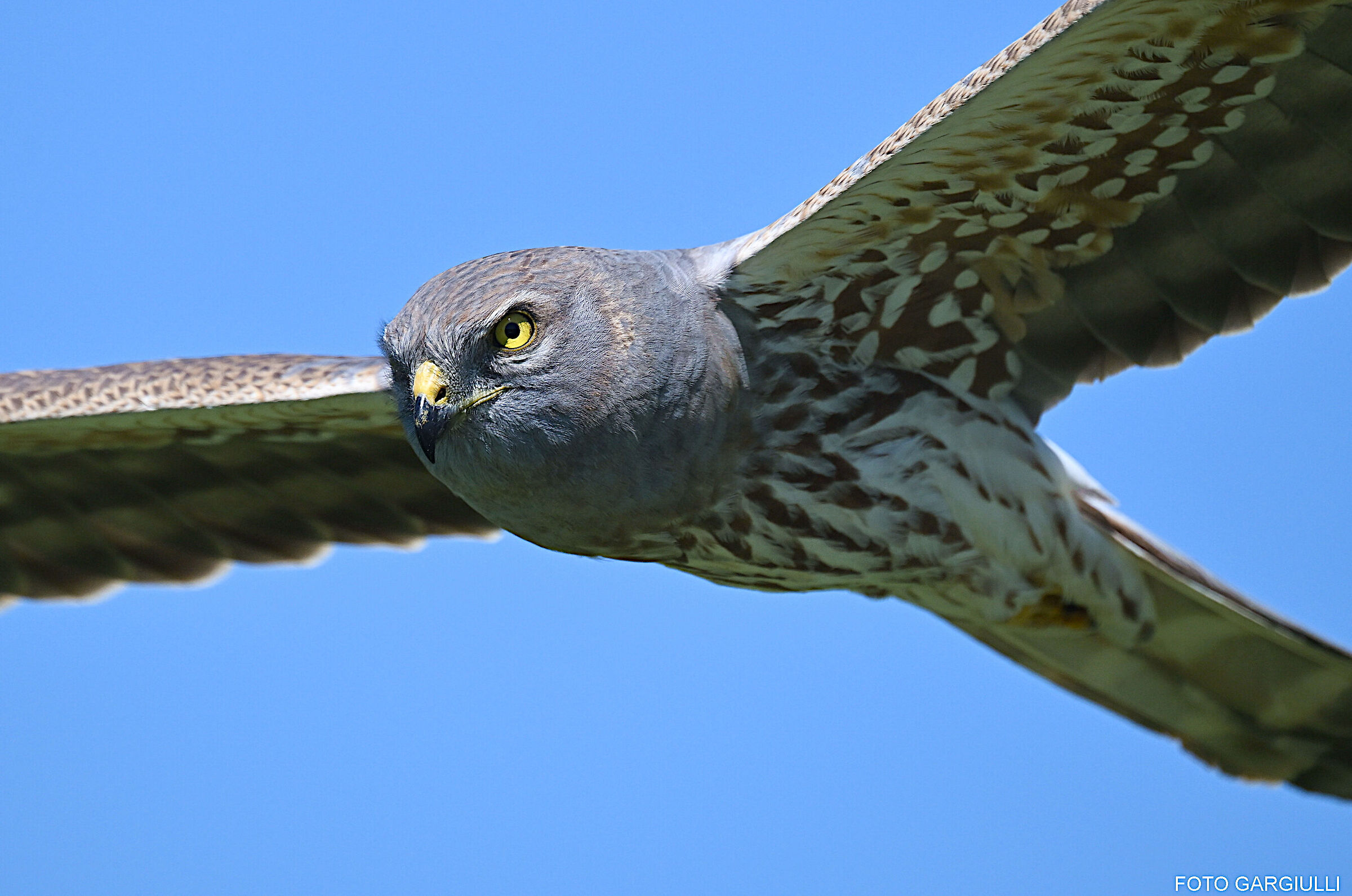 Male Harrier