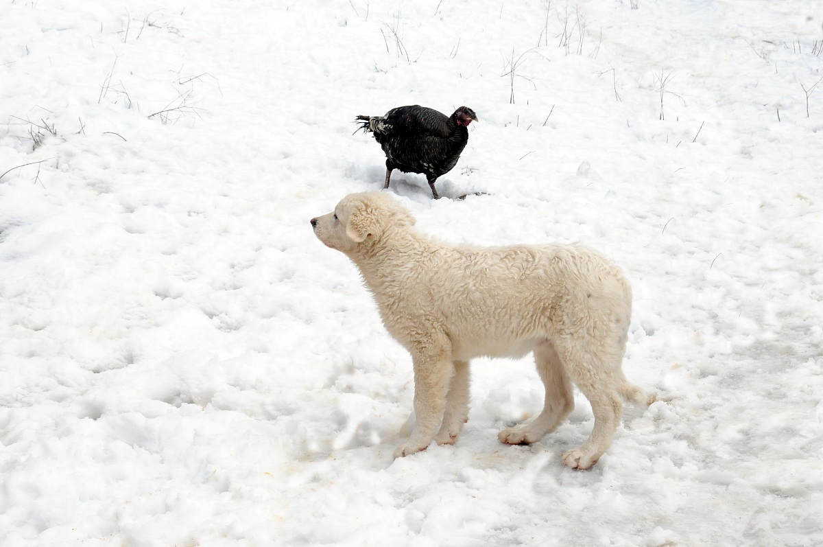 The Puppy and Tacchinella