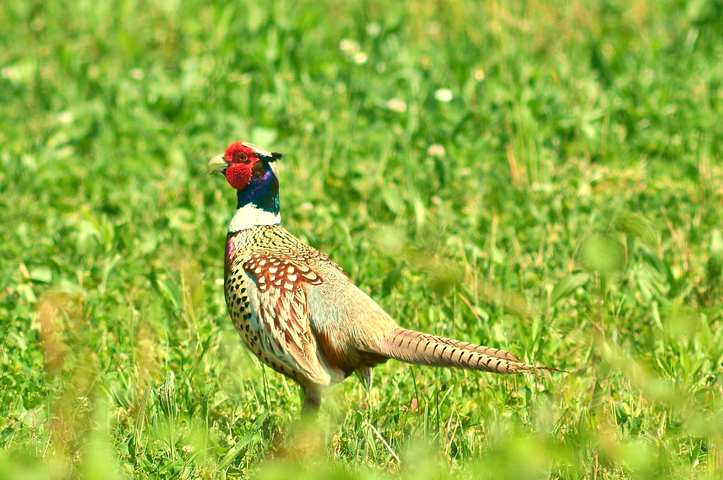 Pheasant