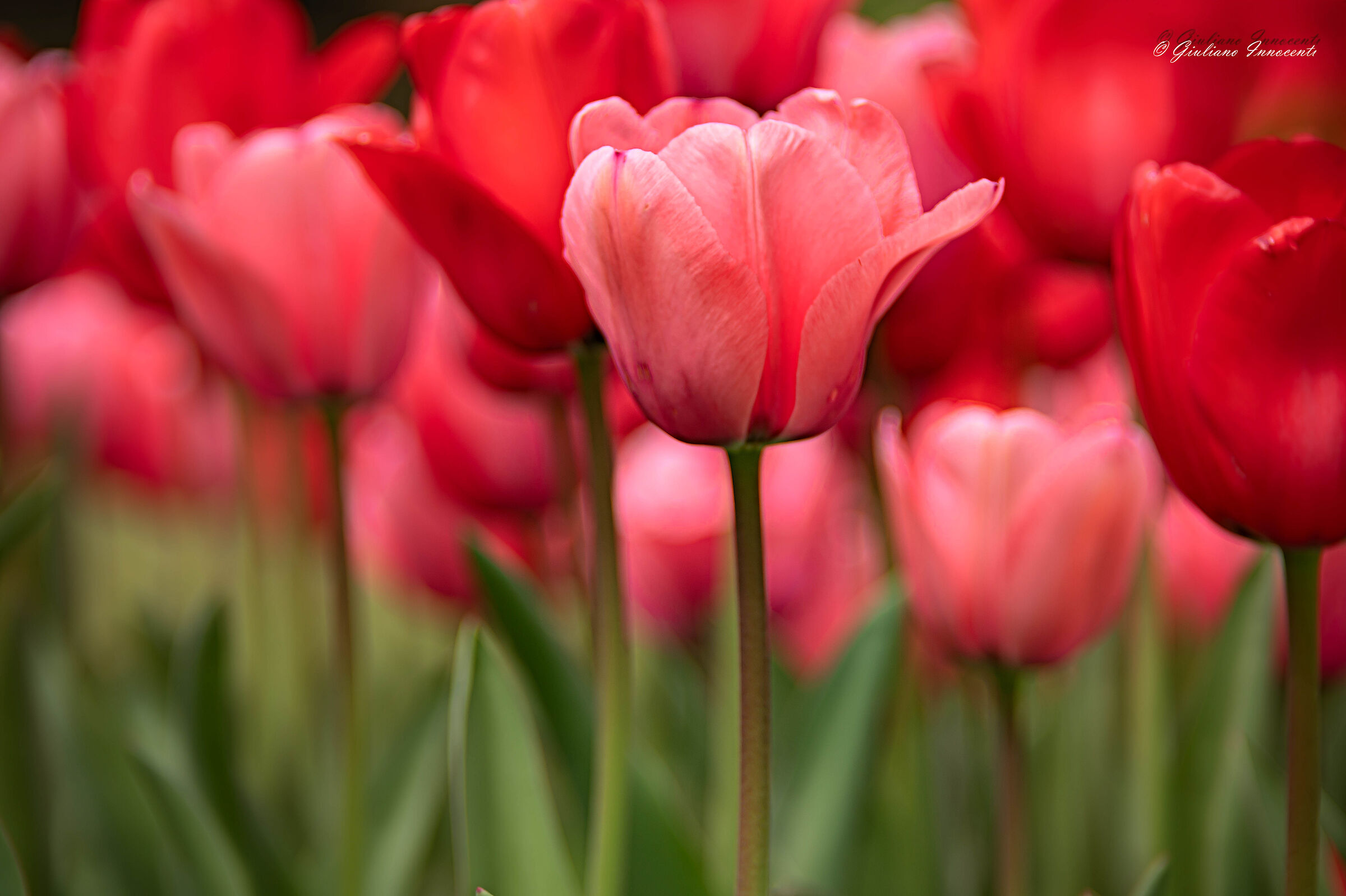 rosso che sussurra aria di primavera