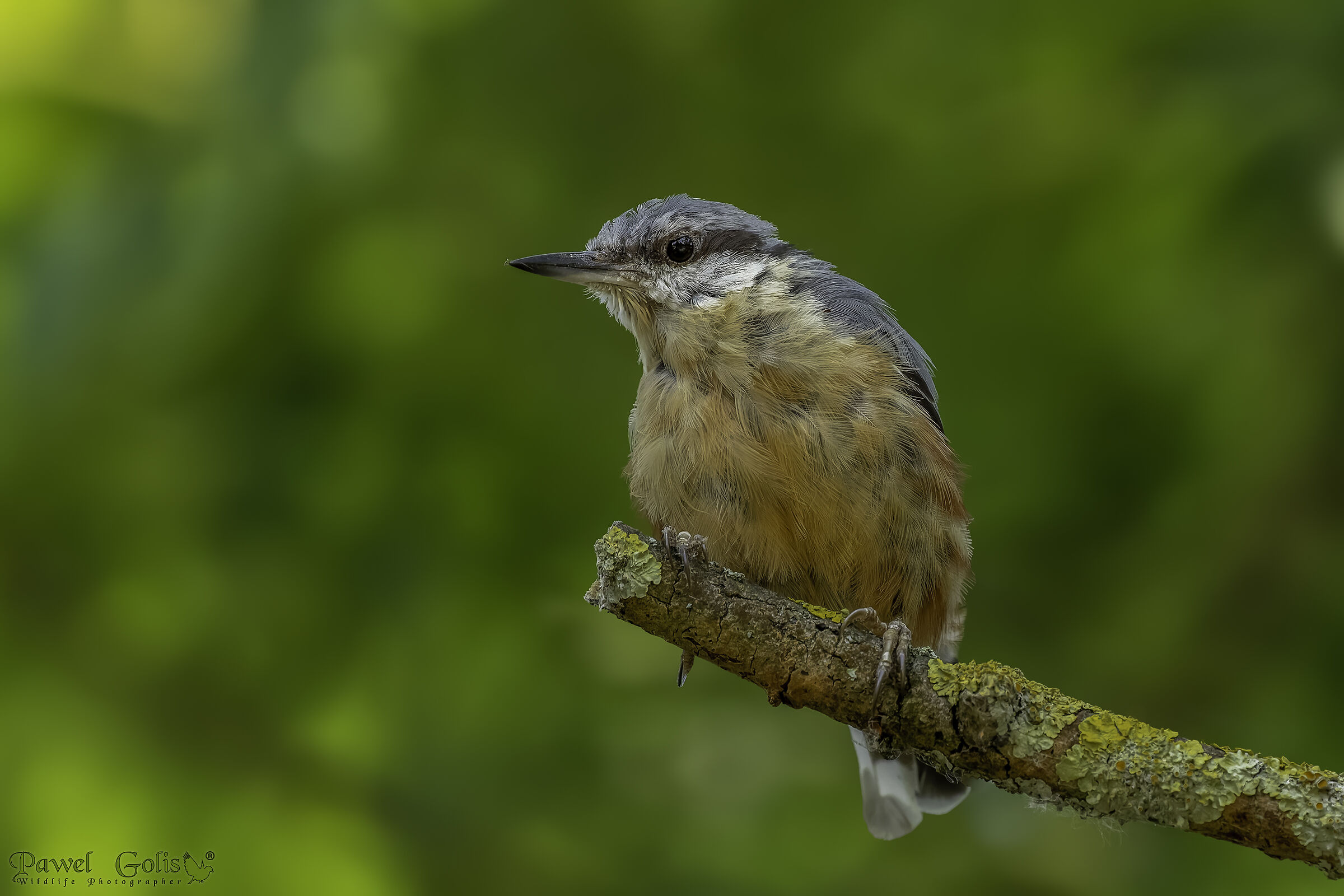 Nuthatch (Sitta europaea)