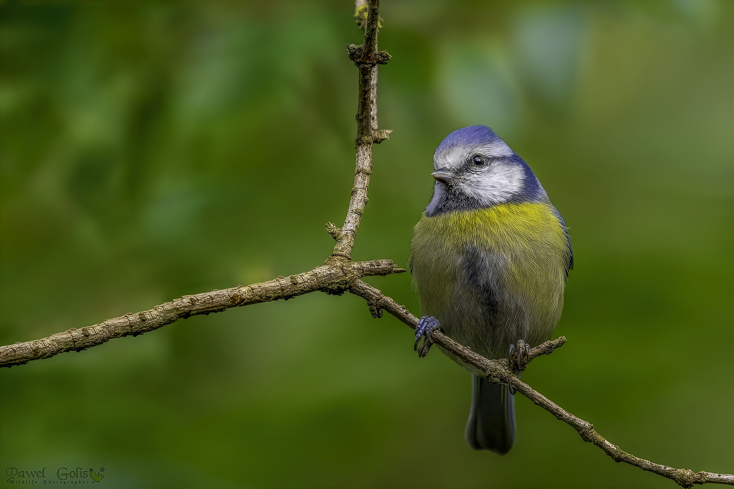 Eurasian blue tit (Cyanistes caeruleus)