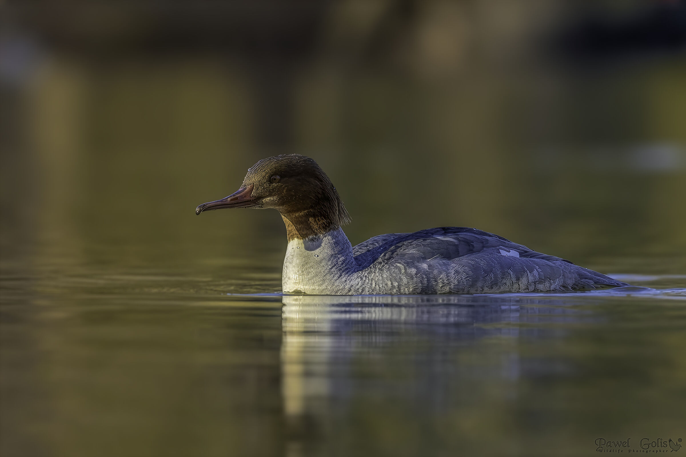 Mergus merganser (Common Merganser)