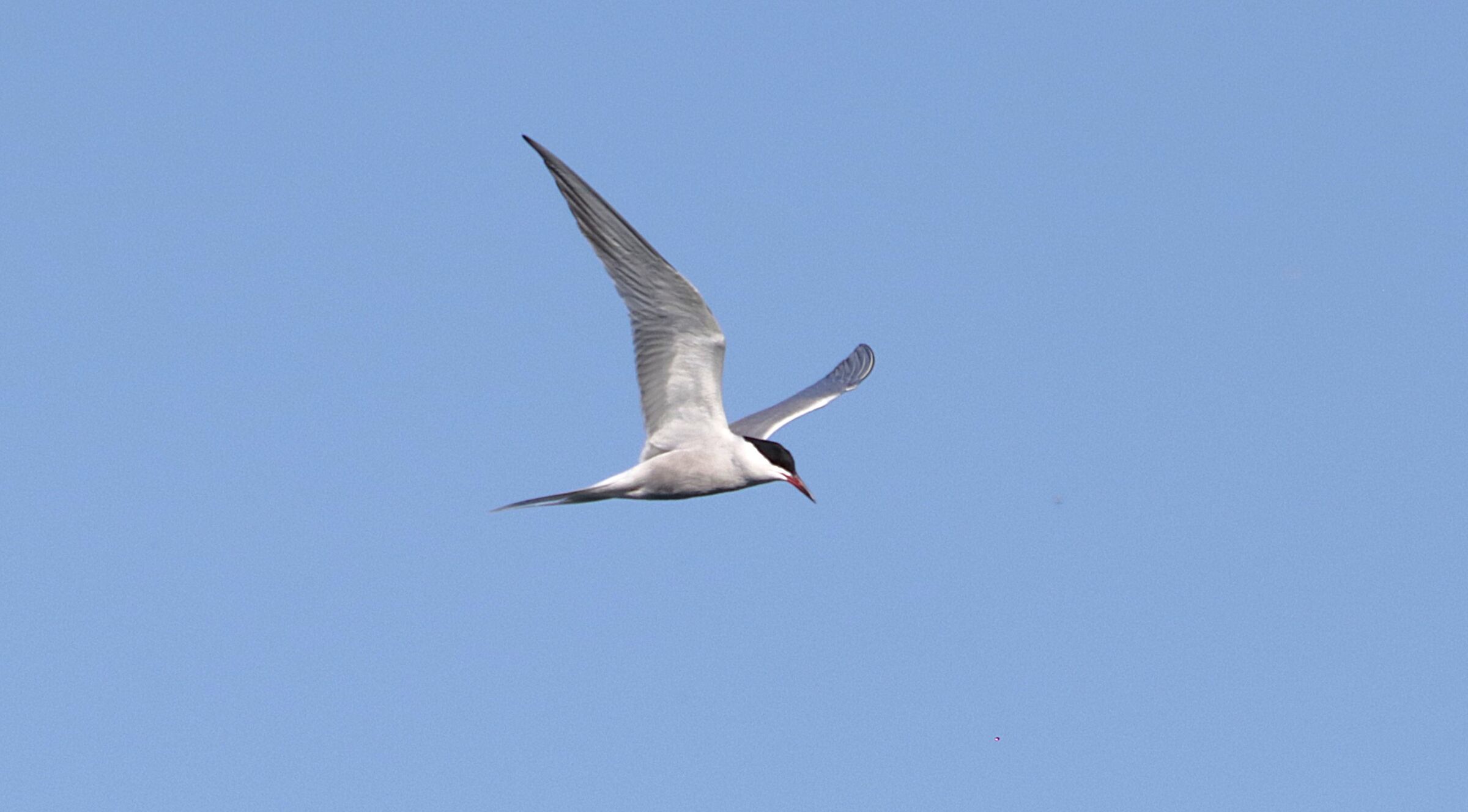 Common Tern
