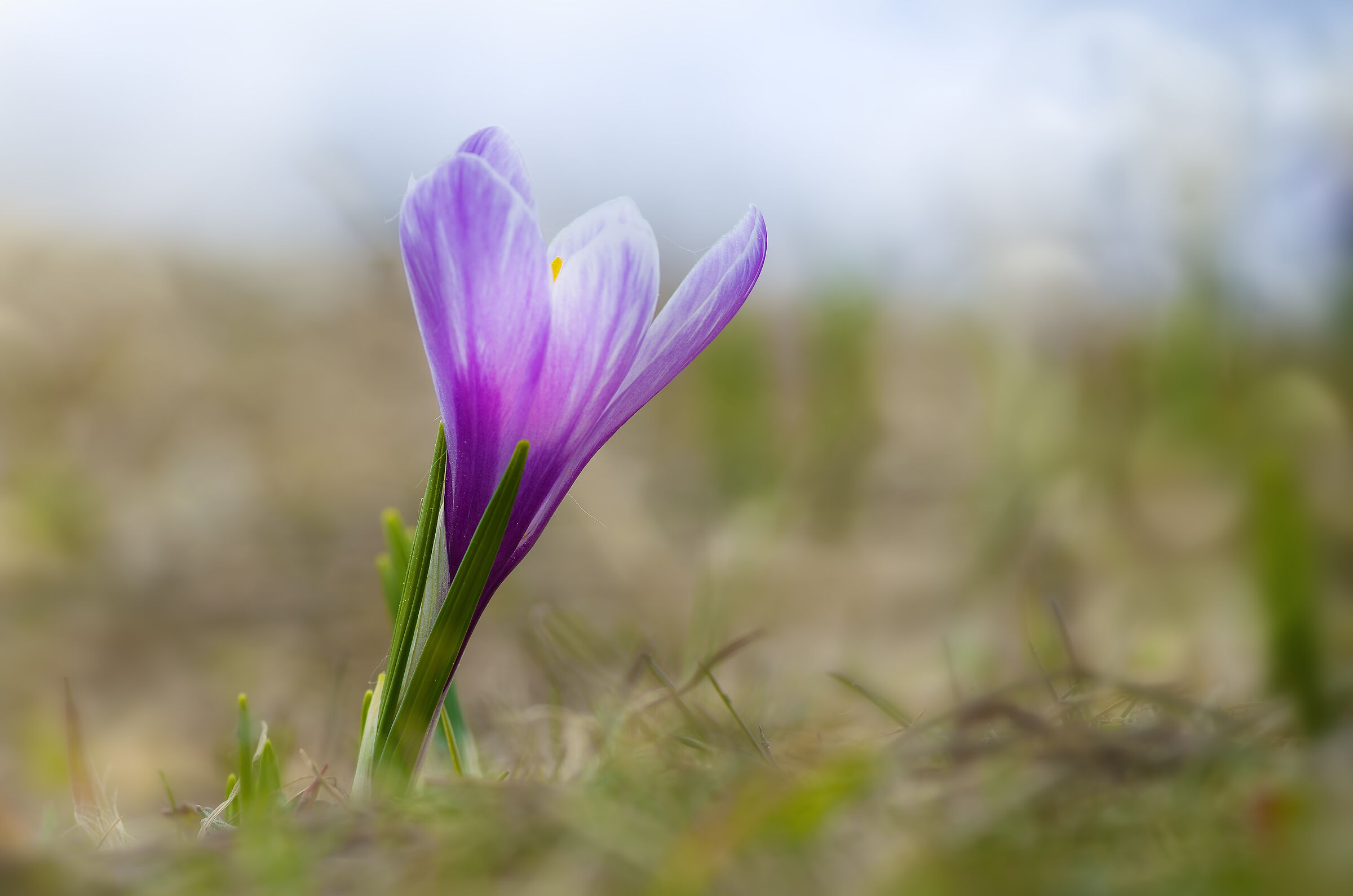 Crocus 2026