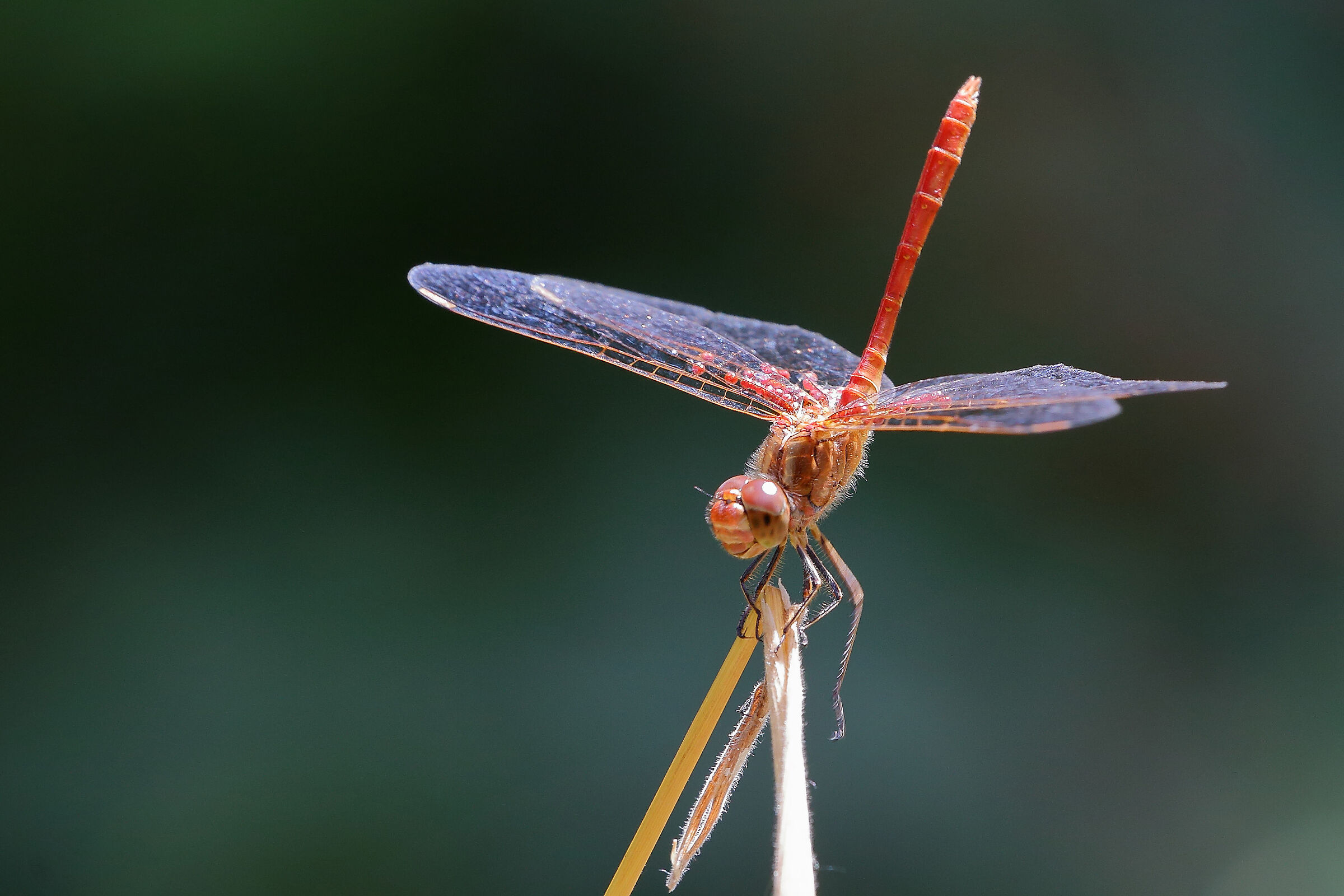 dragonfly
