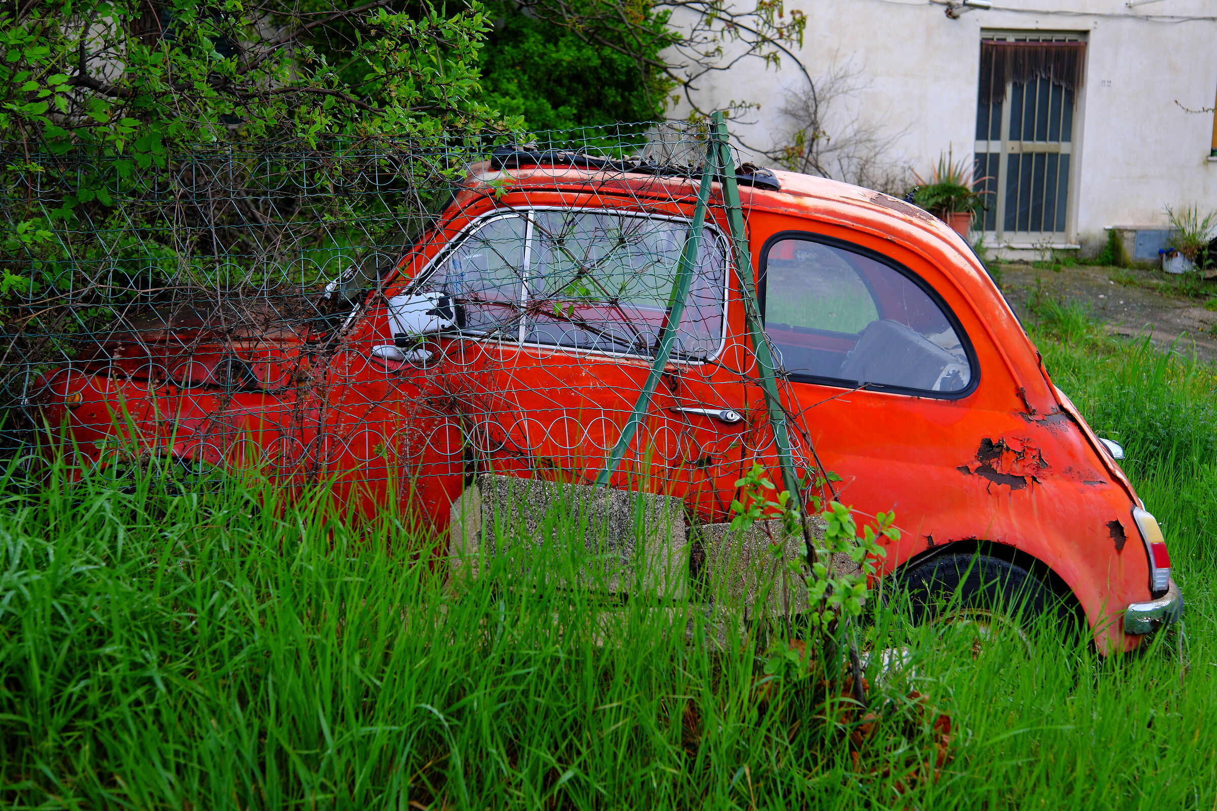 Rossa abbandonata nel verde...