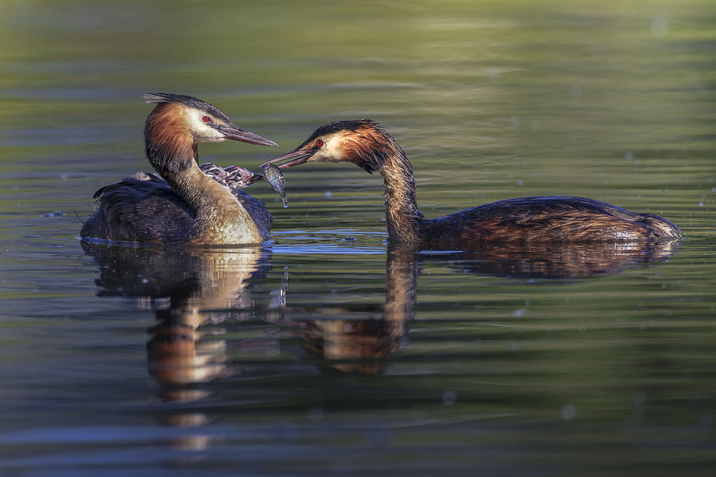 Grebes