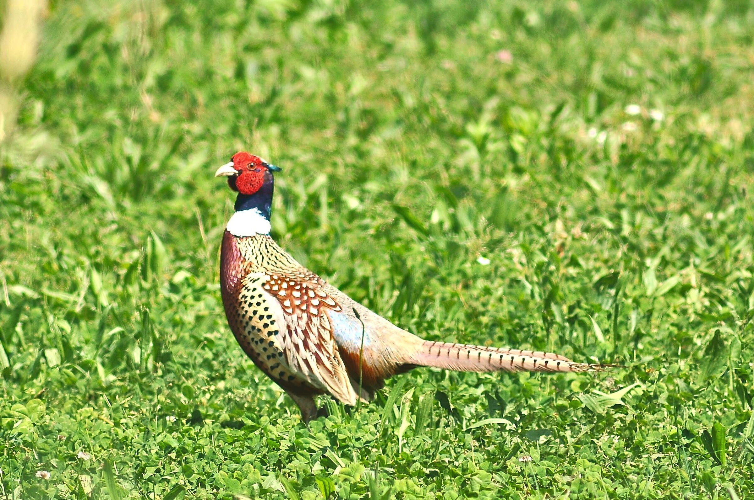 Pheasant
