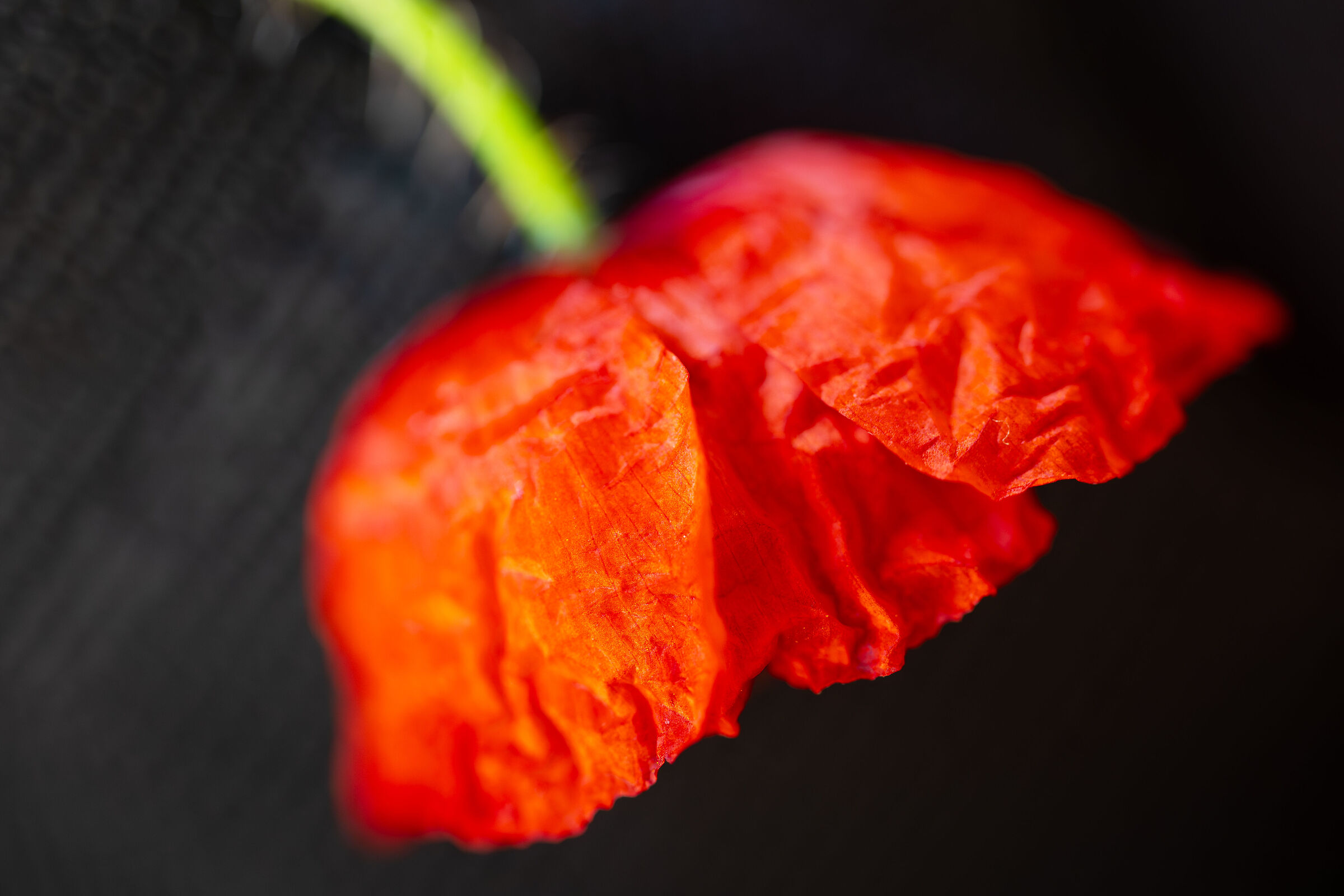 Poppy 1