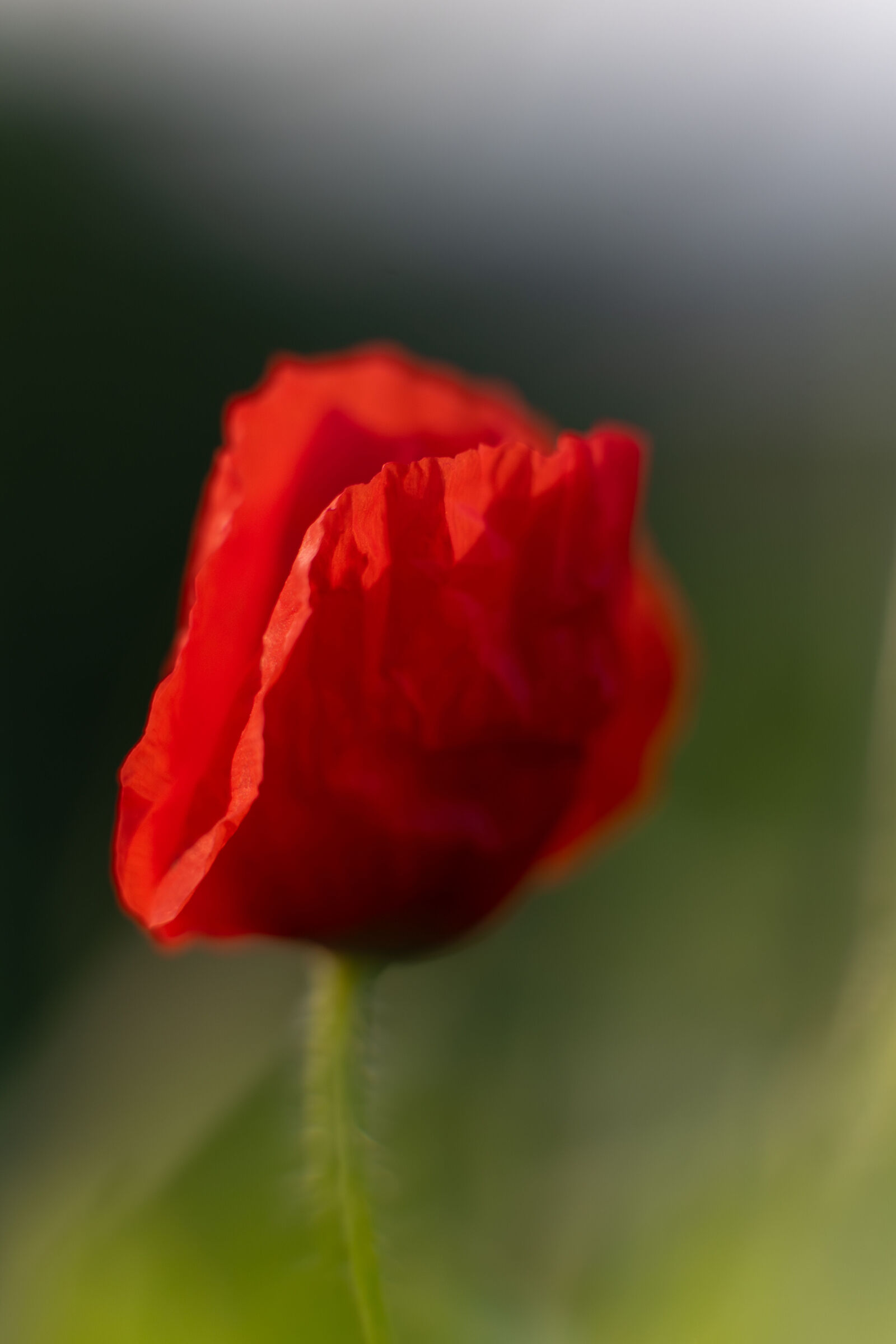 Poppy 2