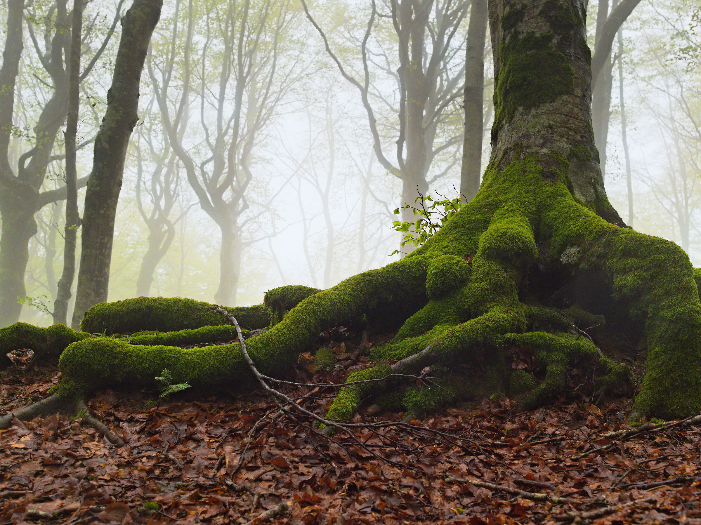 la foresta nella nebbia