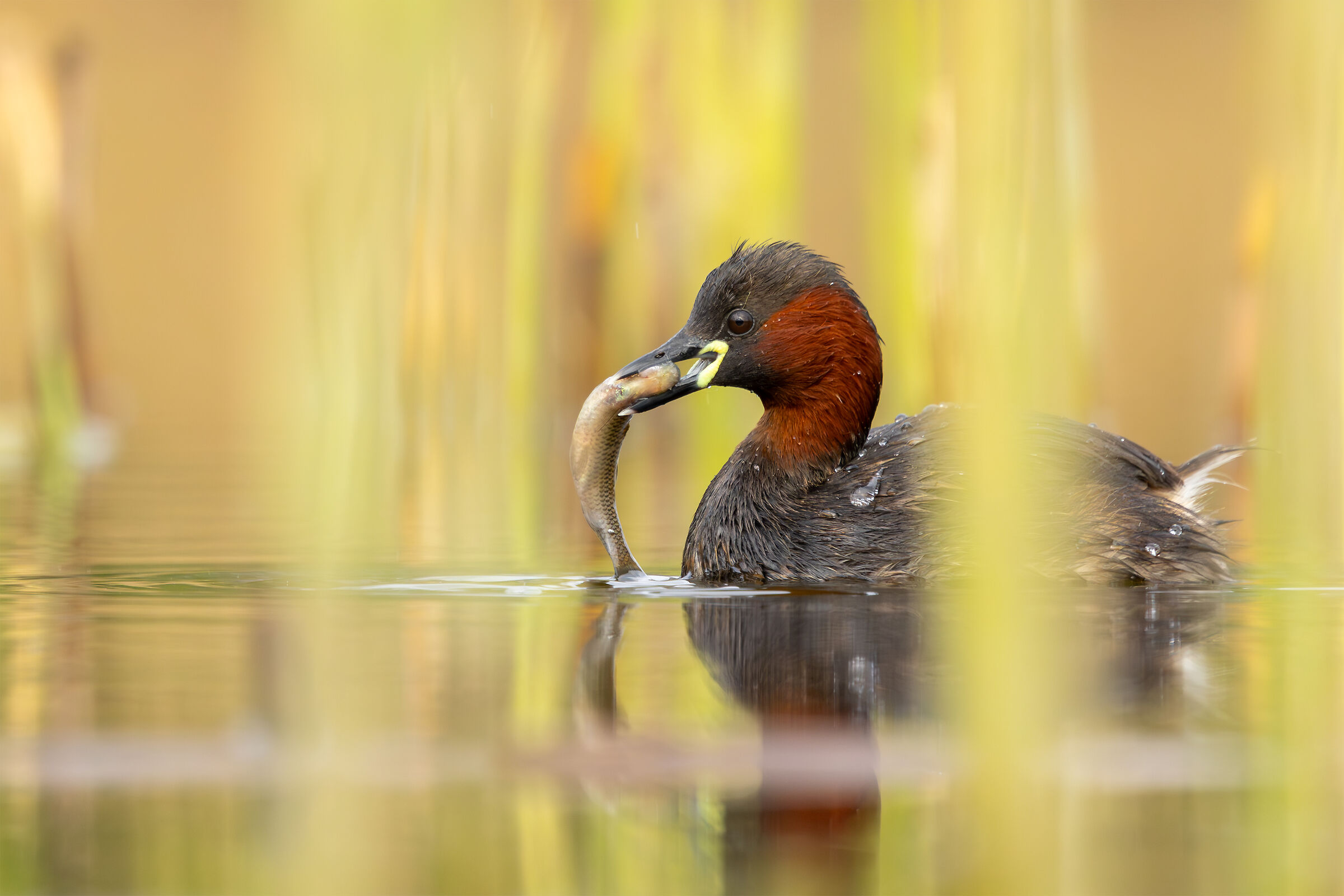 Little grebe
