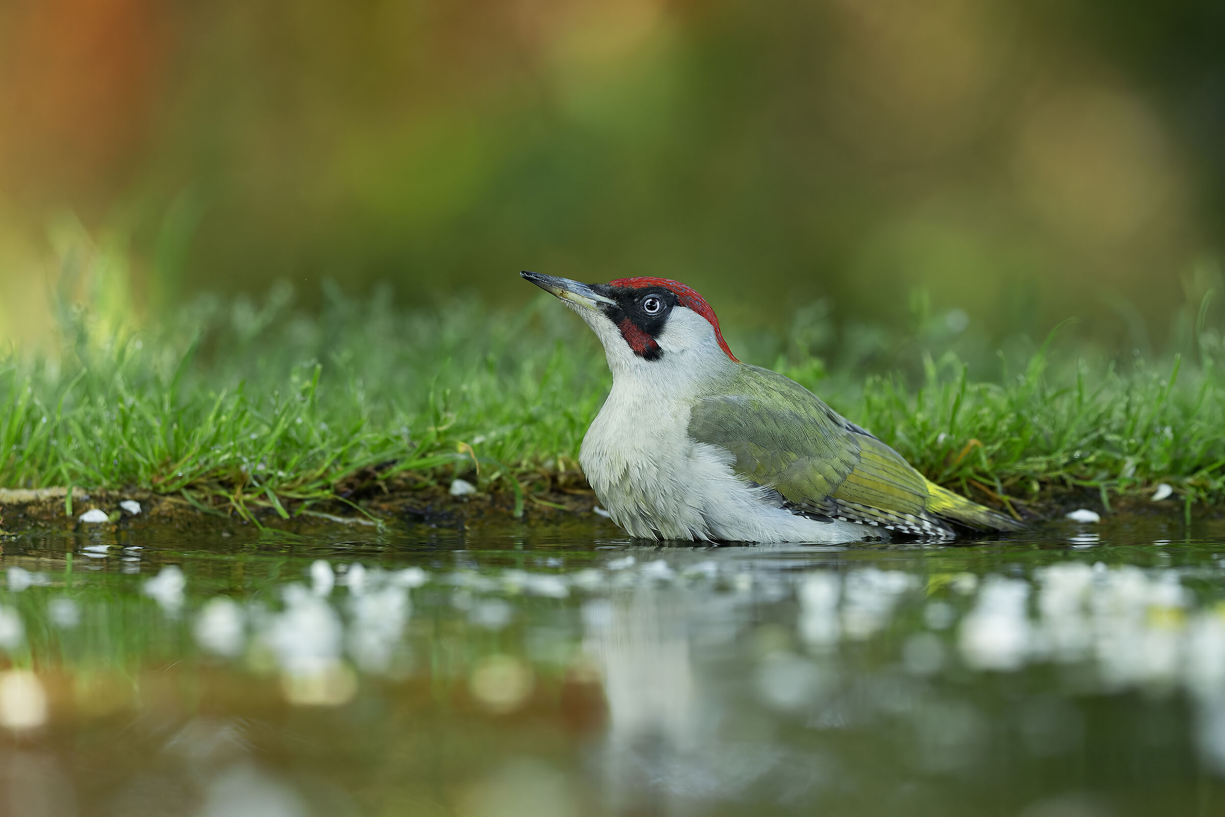 Green Woodpecker (M)