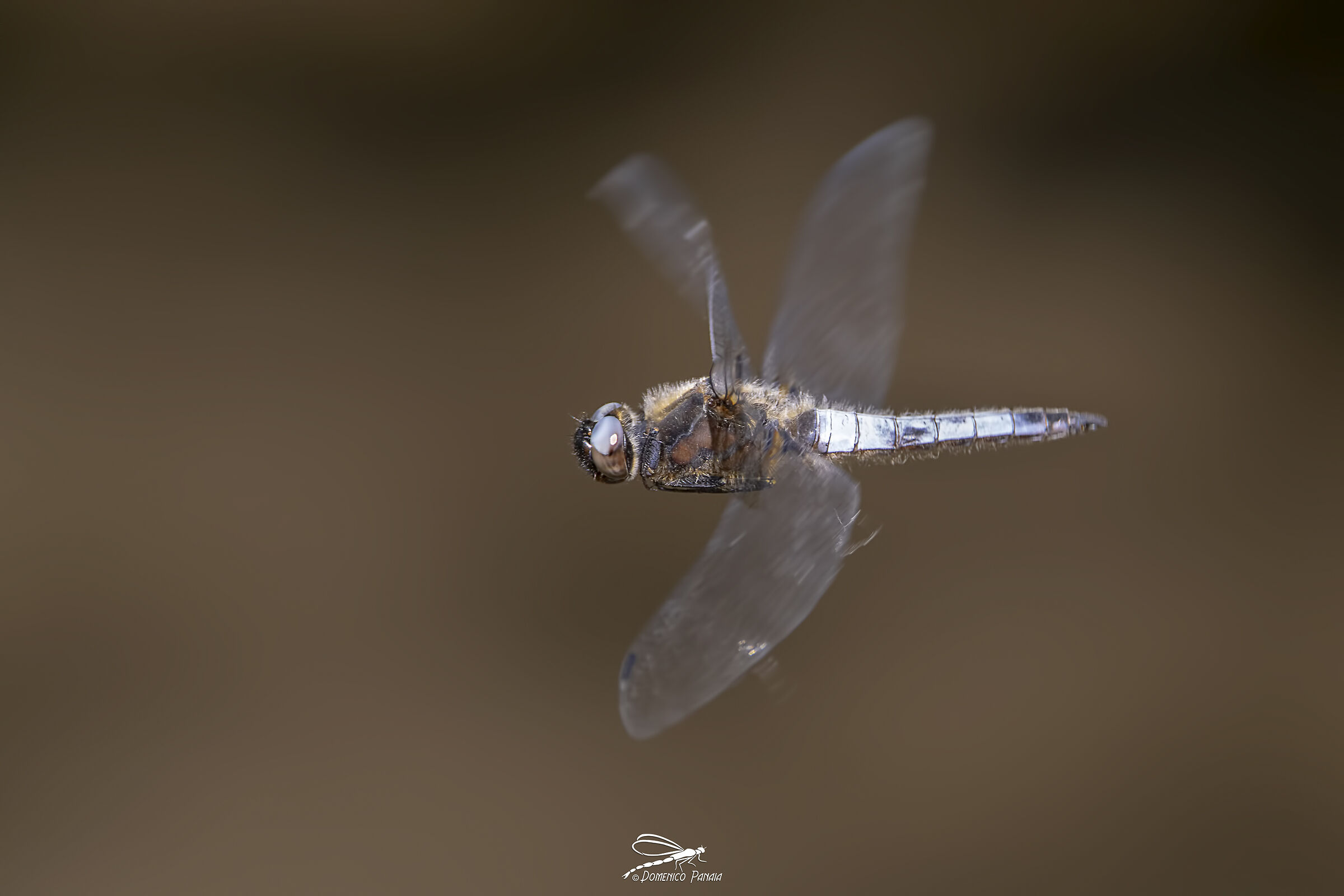 Tawny dragonfly