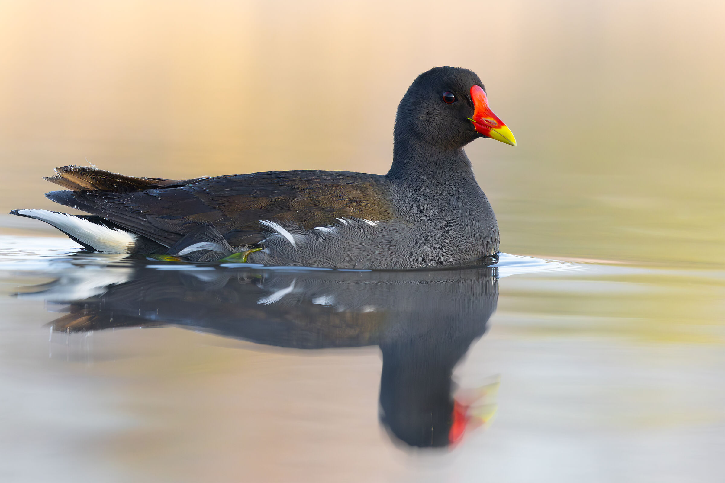 Moorhen