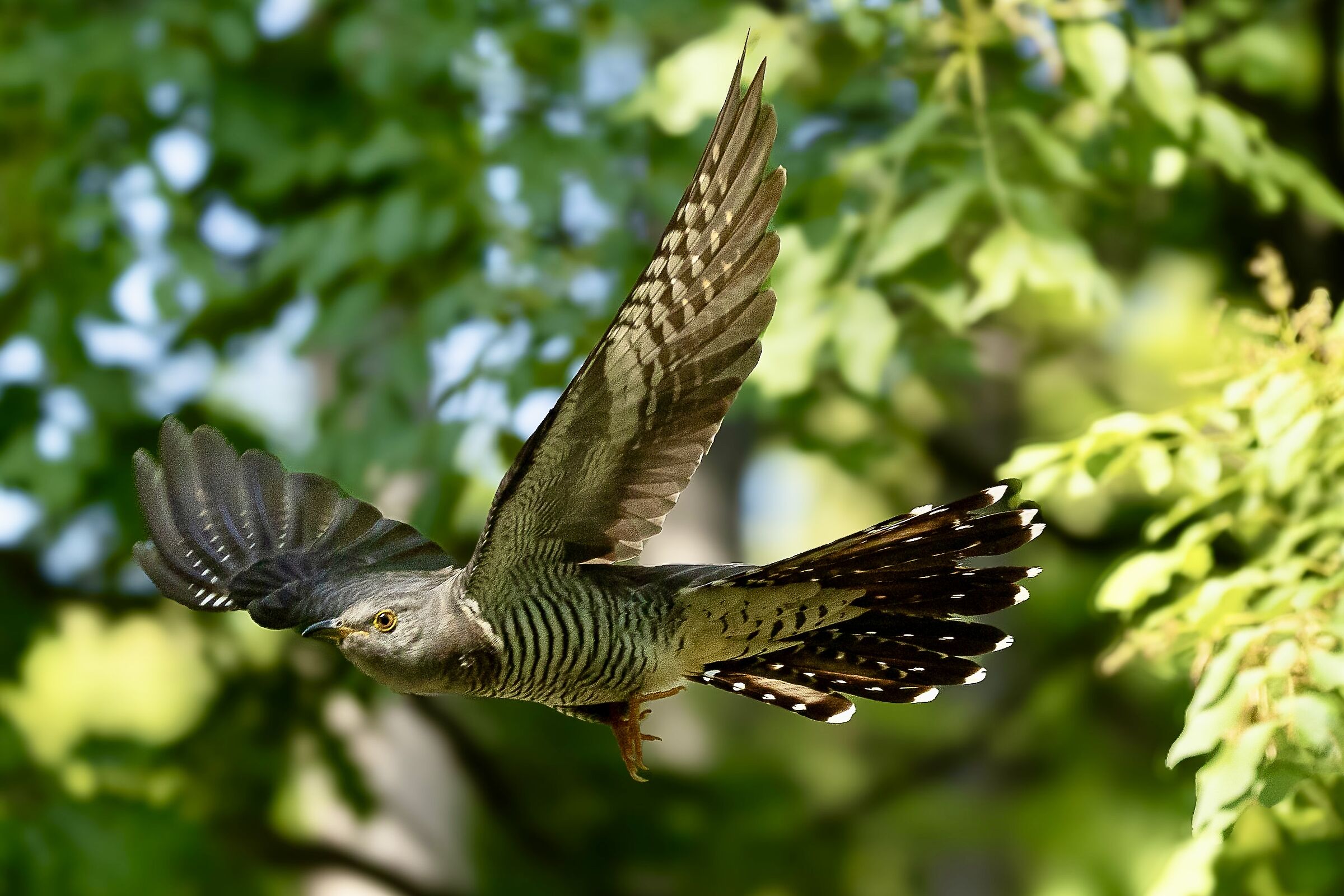 Cuckoo