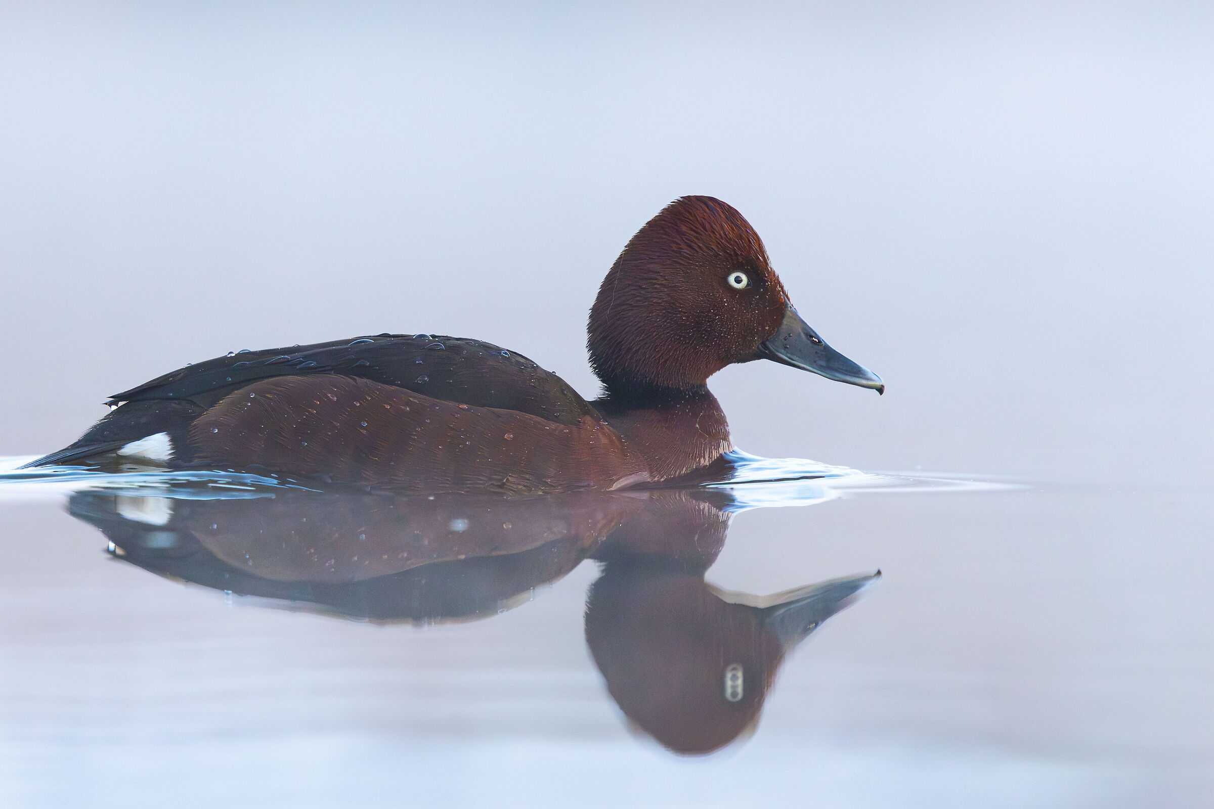 Ferruginous duck