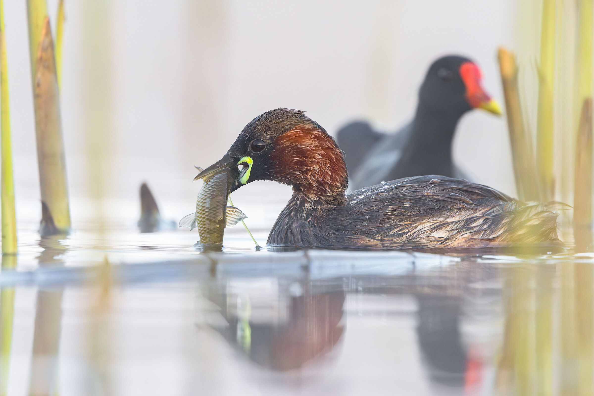 Little grebe
