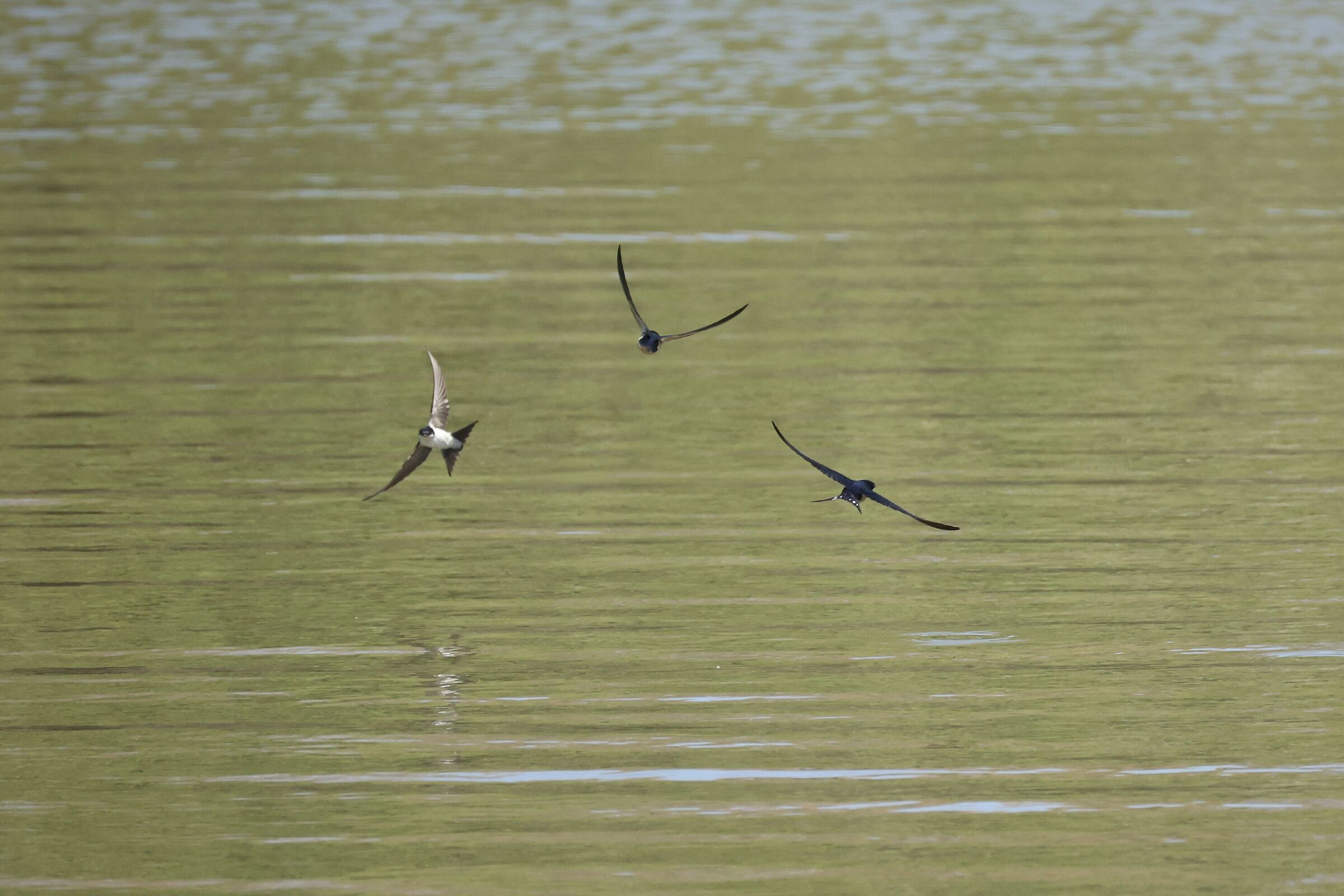 Spring swallows